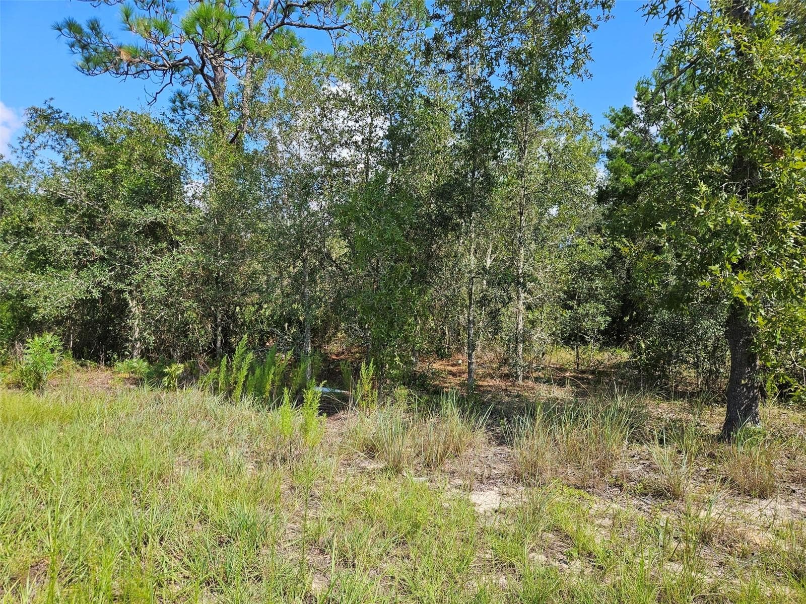 Land at 0000 NE 60TH ST, BRONSON, photo 8 of 8