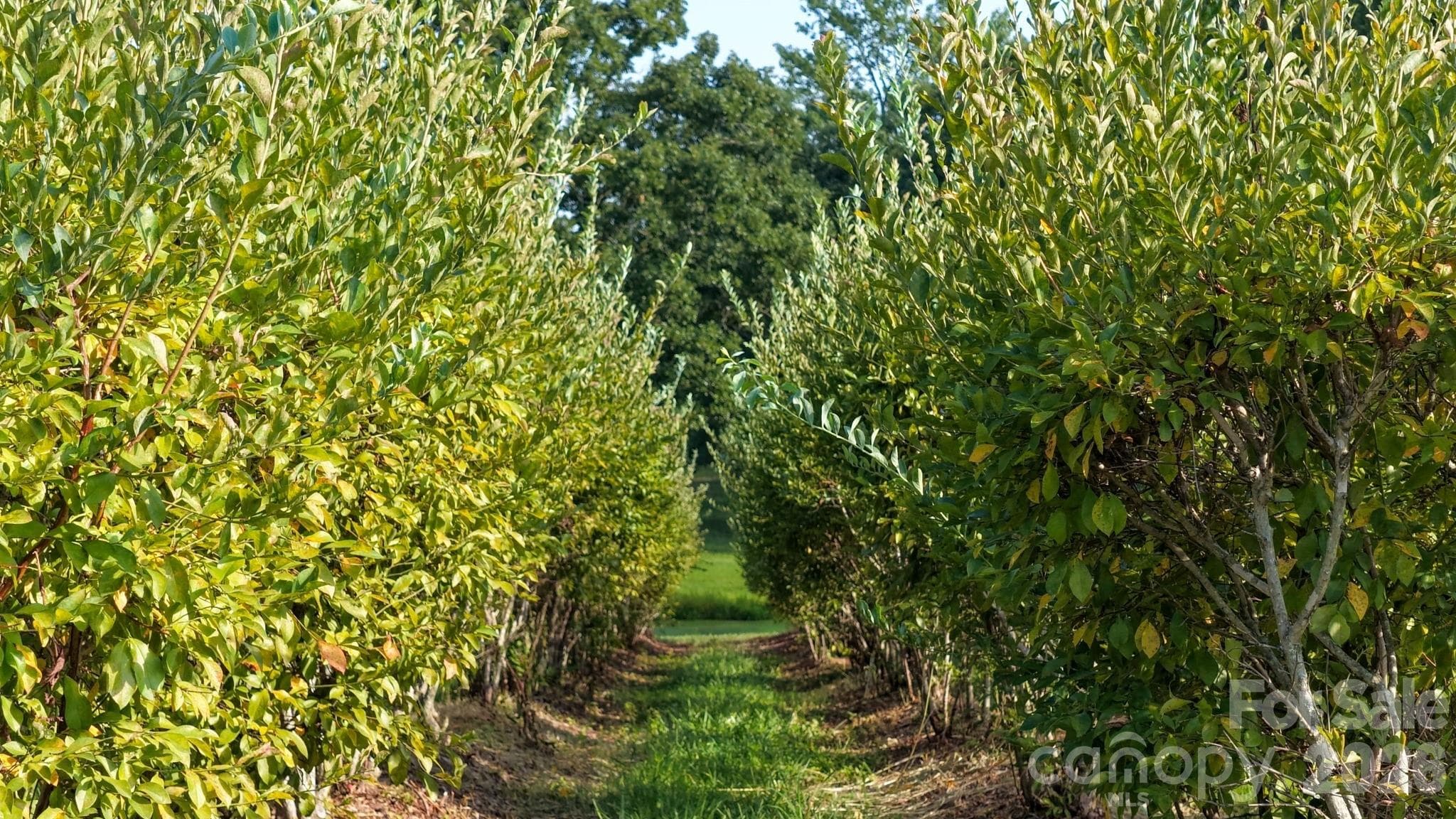 Includes an established blueberry operation with more than 1,200 pesticide-free bushes - Albemarle