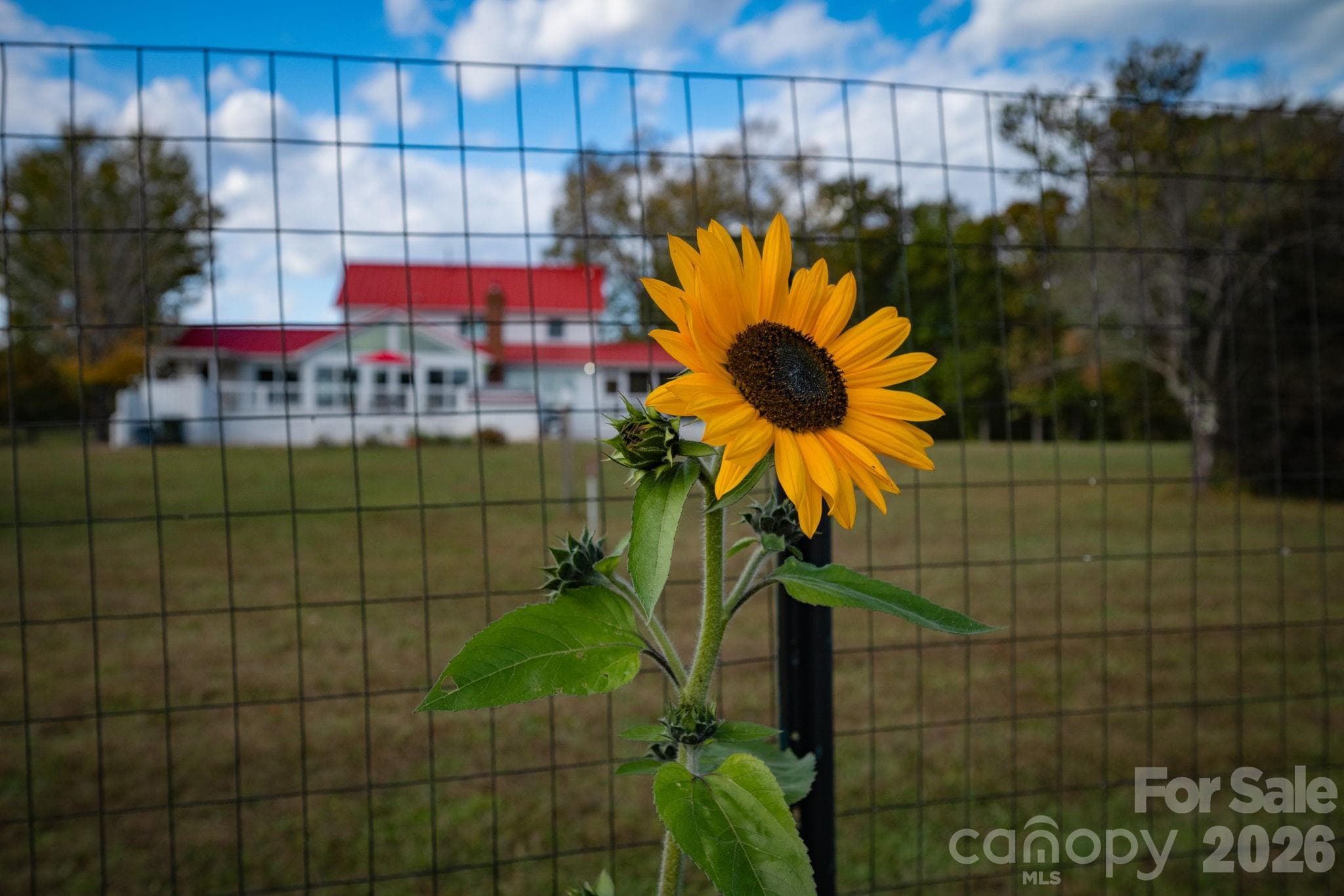 Backyard garden perfect for garden enthusiasts - 1260 Beaver Island Trail Road, Walnut Cove