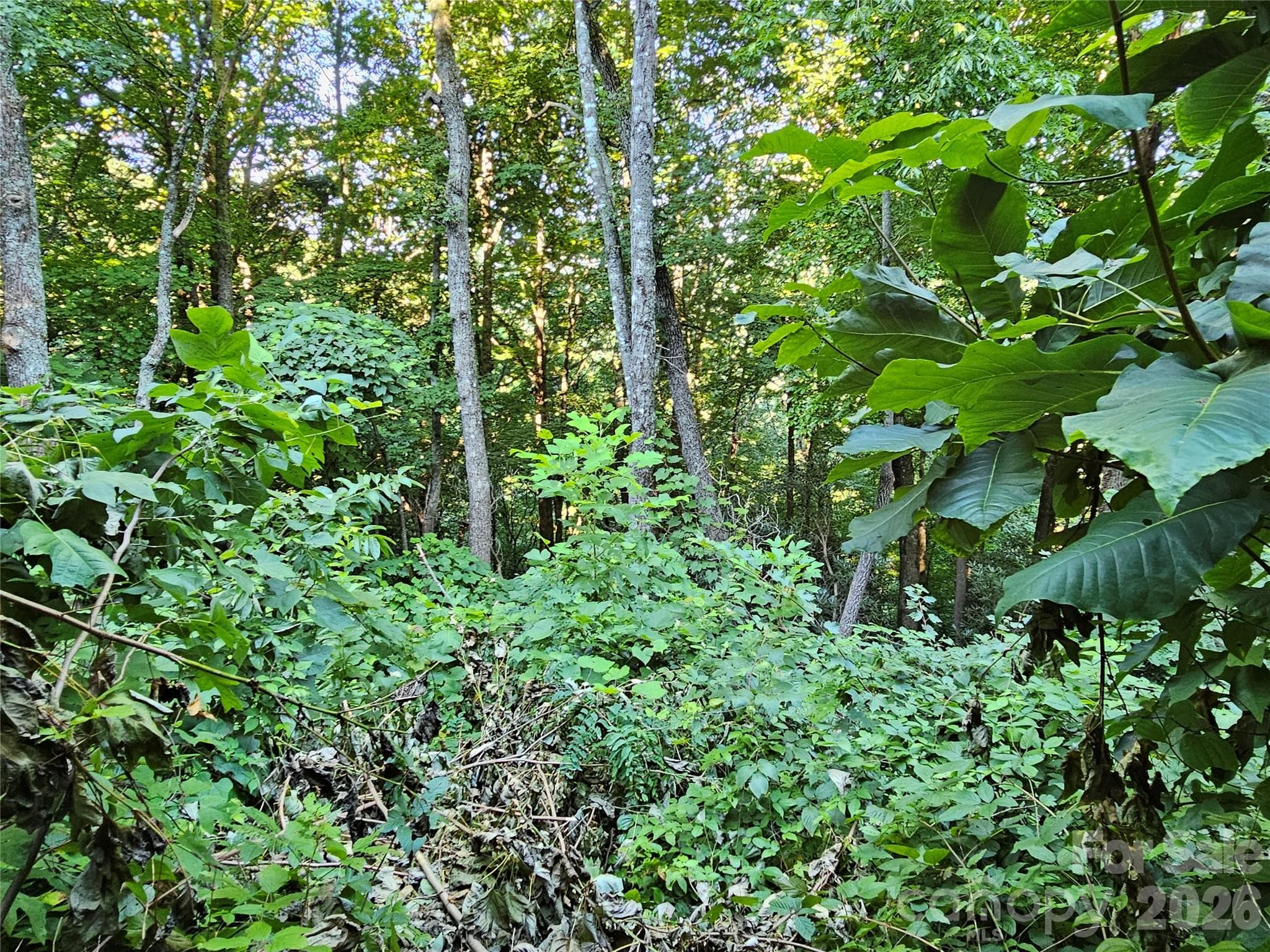 WOODED LOT - 109 Big Ridge Road, Burnsville
