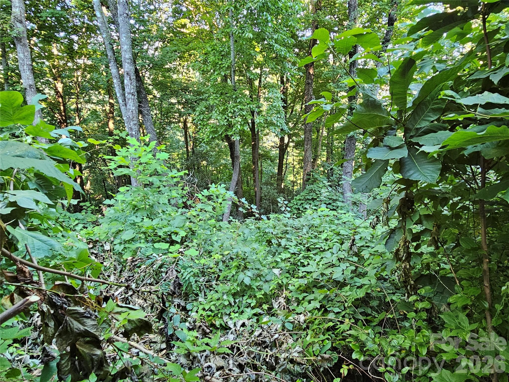 WOODED LOT - 109 Big Ridge Road, Burnsville