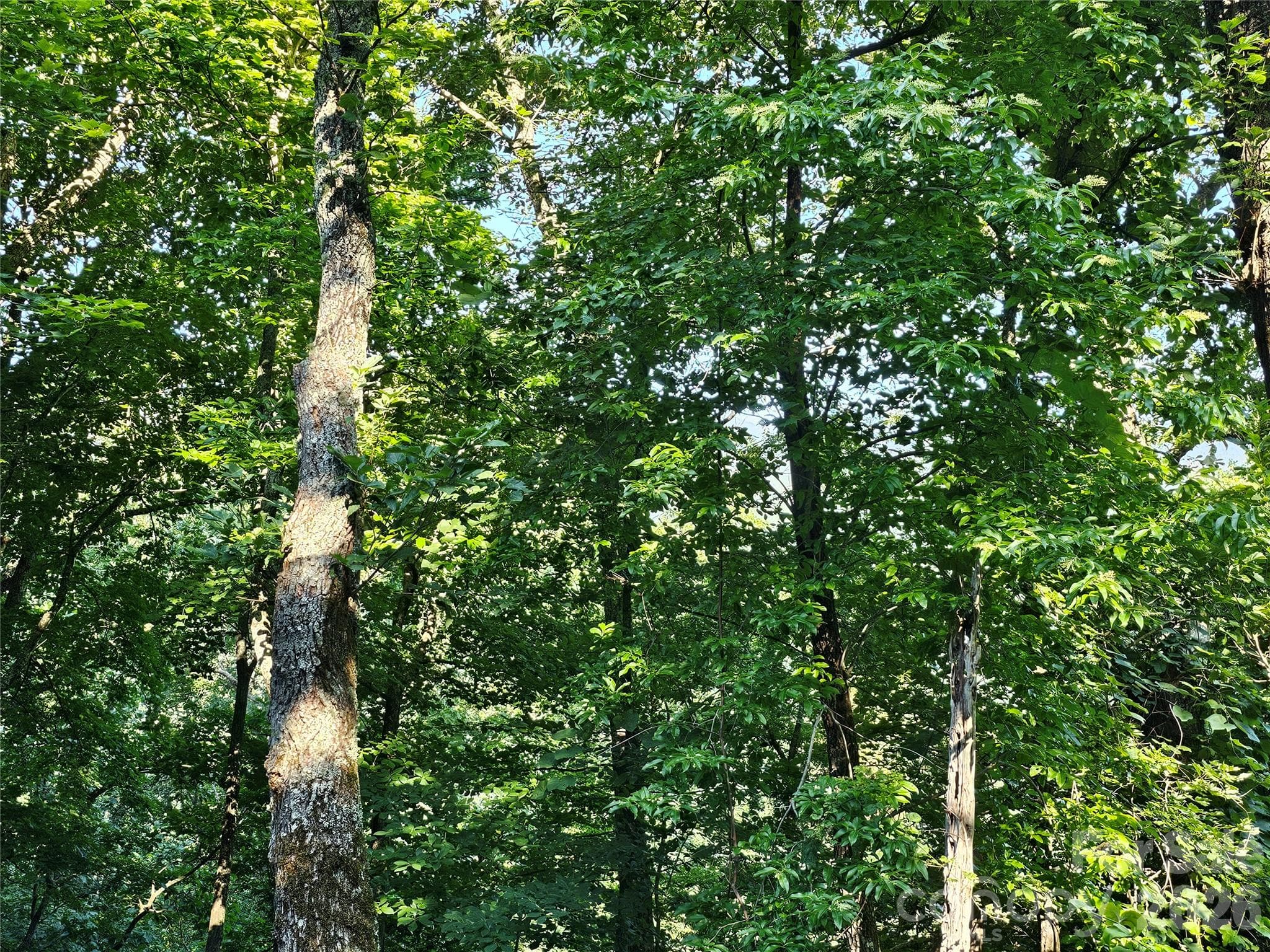 WOODED LOT - 109 Big Ridge Road, Burnsville
