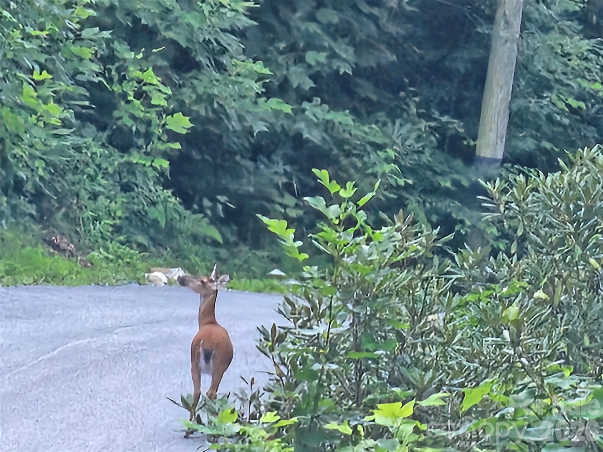 DEER ON BIG RIDGE ROAD - 109 Big Ridge Road, Burnsville