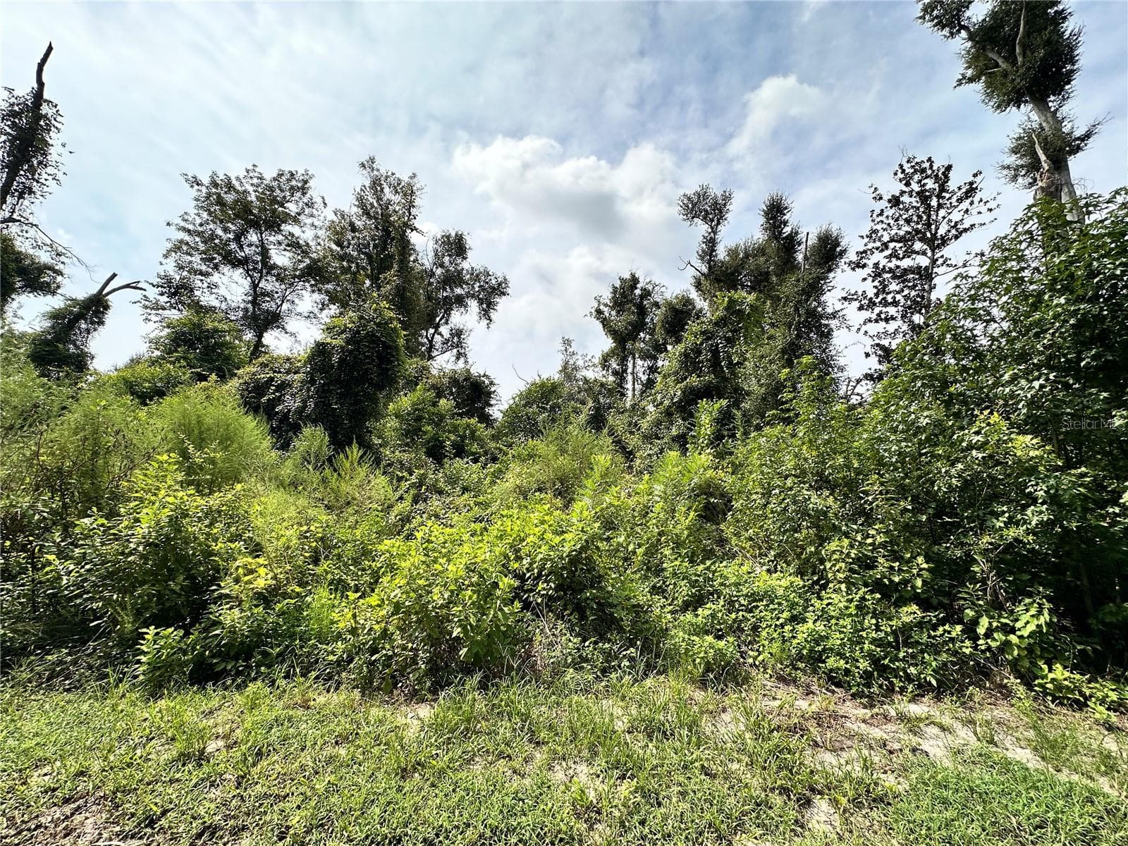 Land at NW WEST SOUTH DR, MAYO, photo 4 of 25