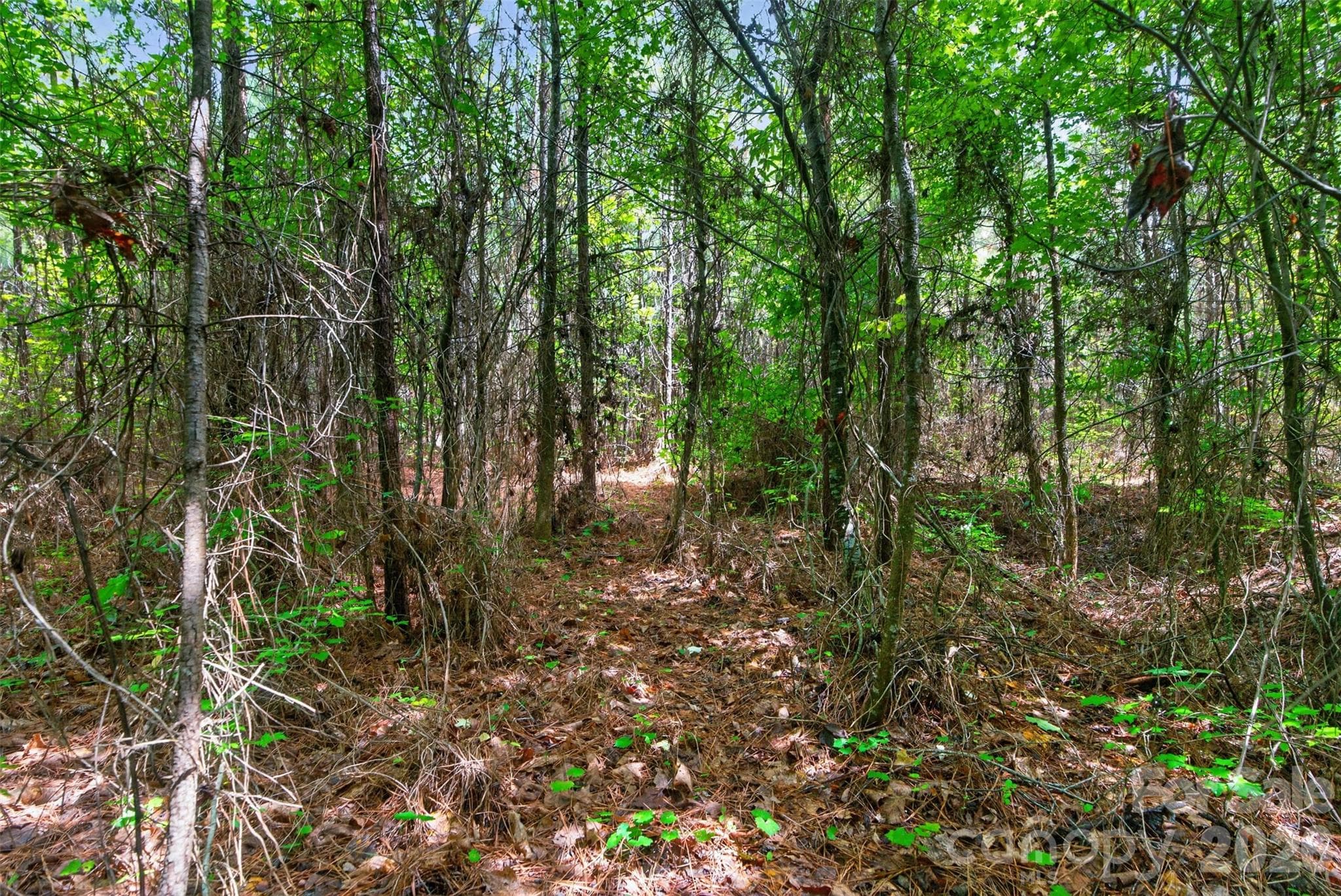 Acreage at 0000 Westbrook Road, Edgemoor, photo 22 of 48