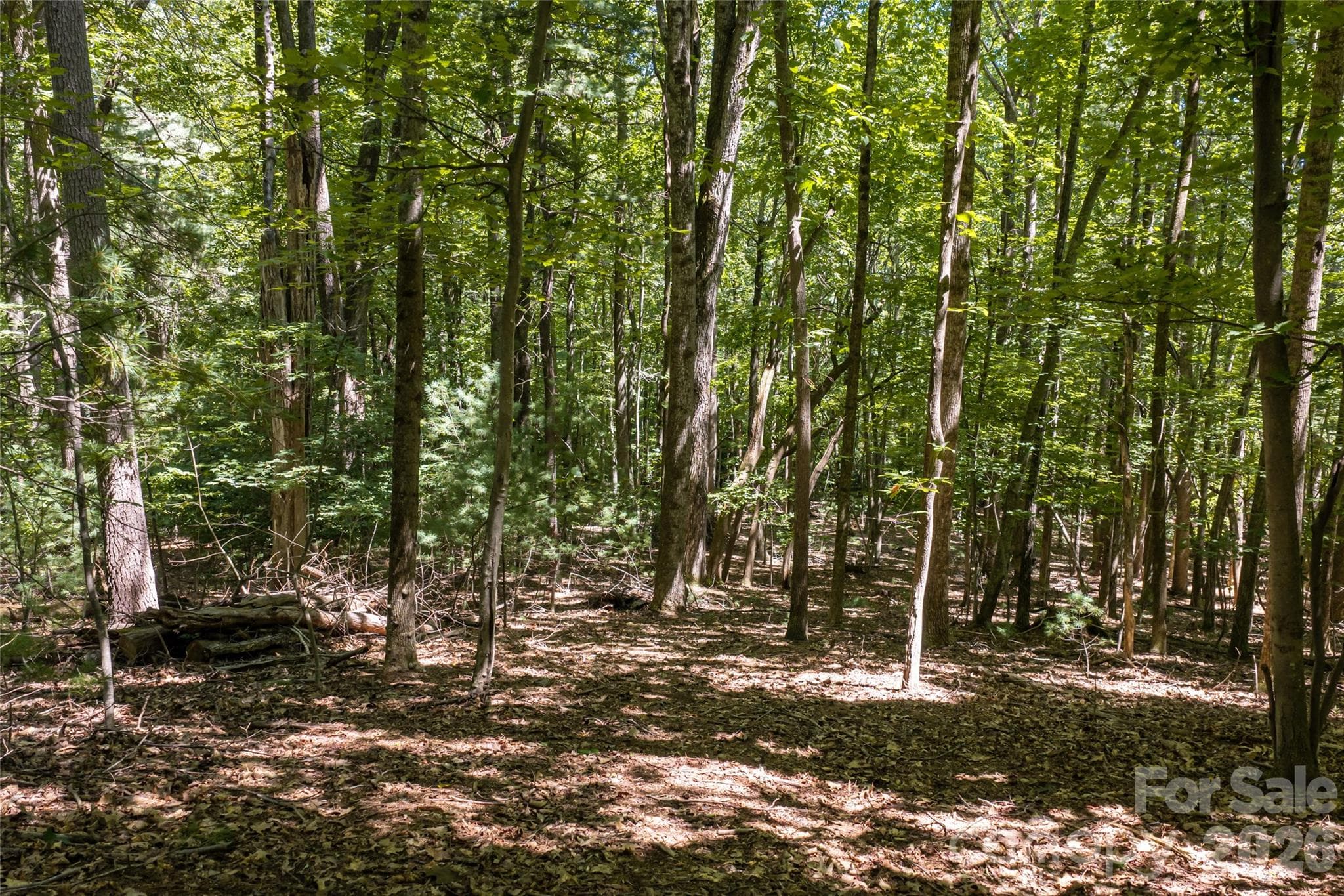 A row of Green Giants planted at the lower border of the property on Robinson Lane - 99999 Sabine Drive, Laurel Park