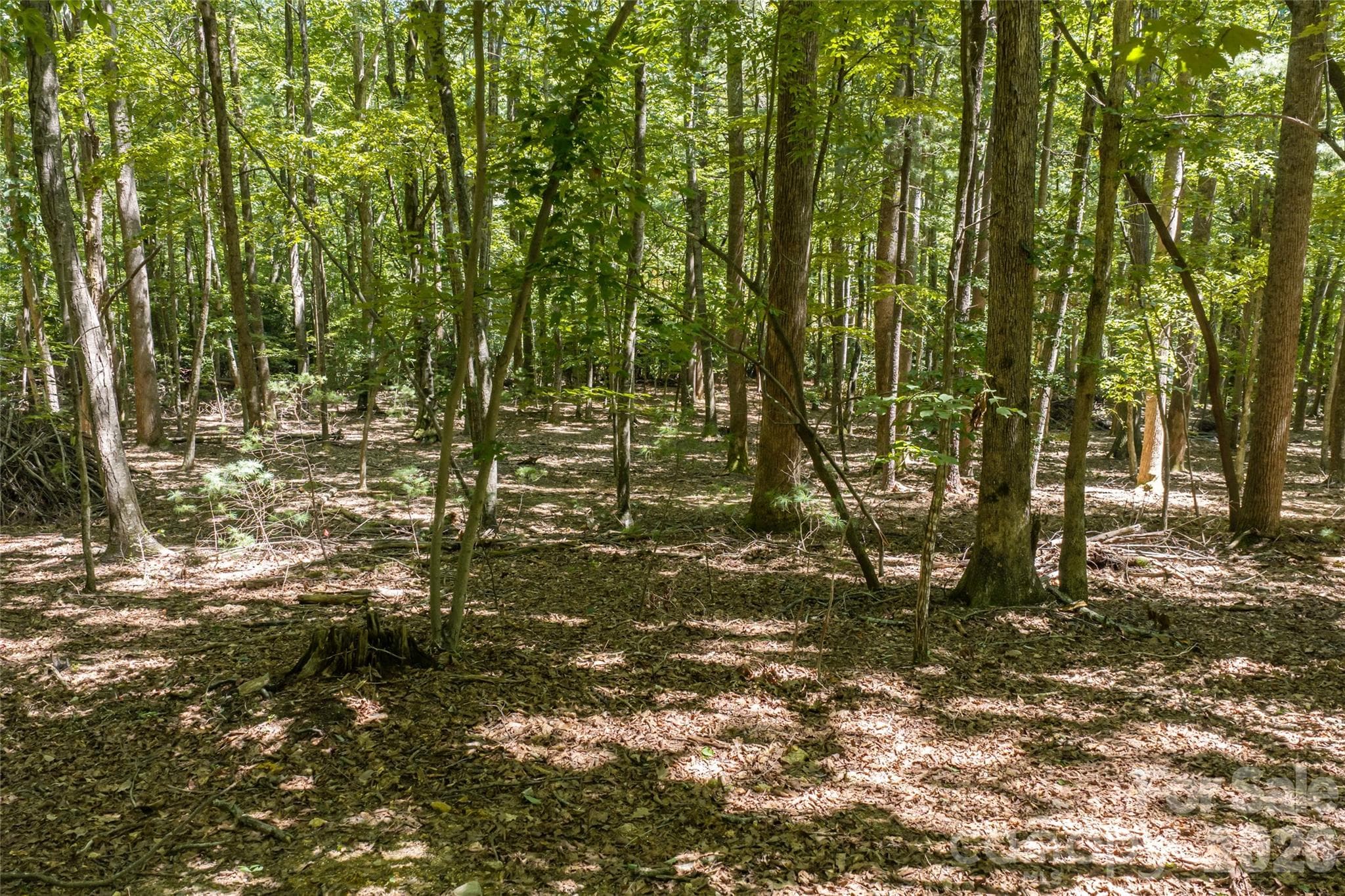 A row of Green Giants planted at the lower border of the property on Robinson Lane - 99999 Sabine Drive, Laurel Park