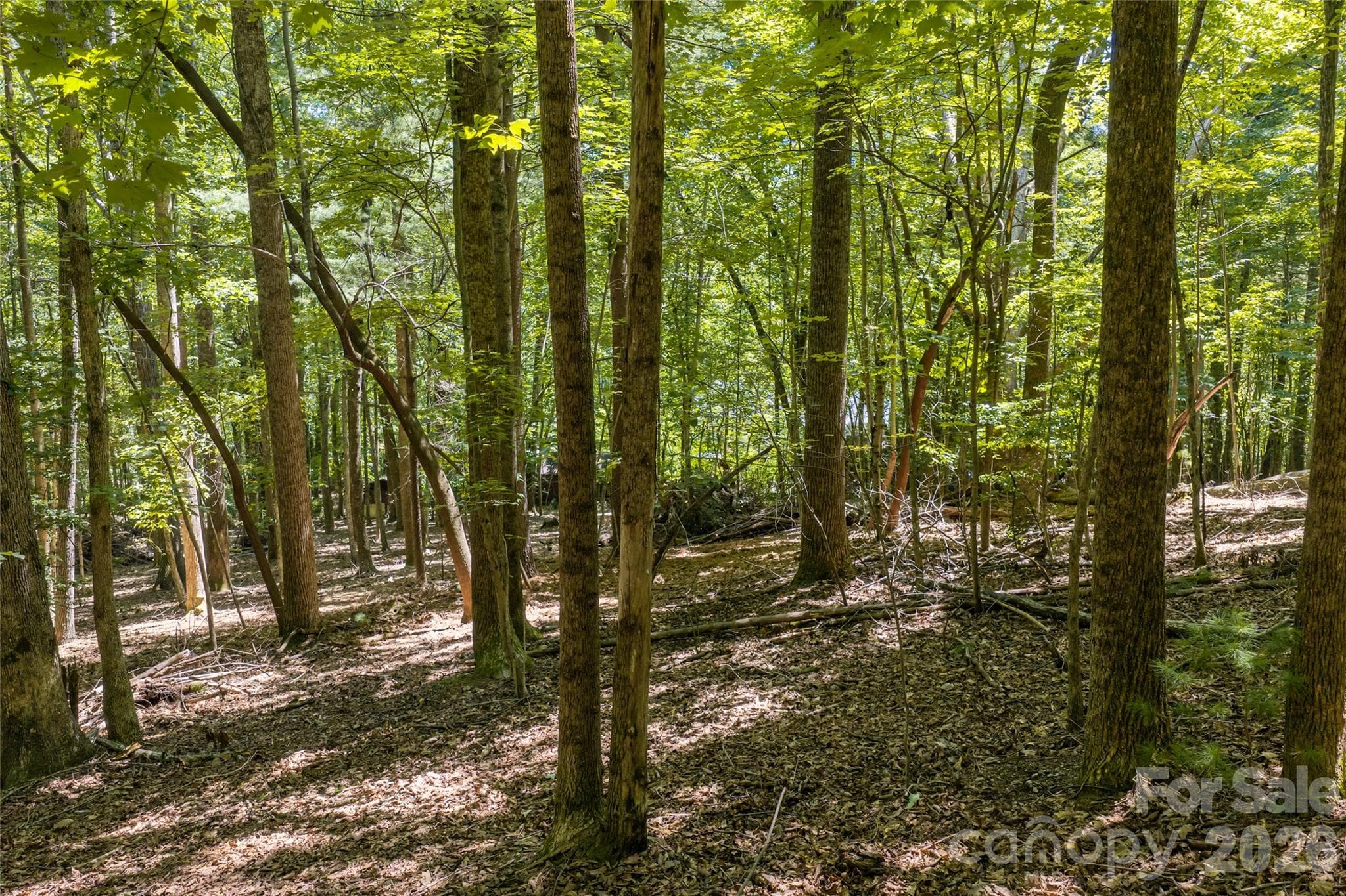 A row of Green Giants planted at the lower border of the property on Robinson Lane - 99999 Sabine Drive, Laurel Park