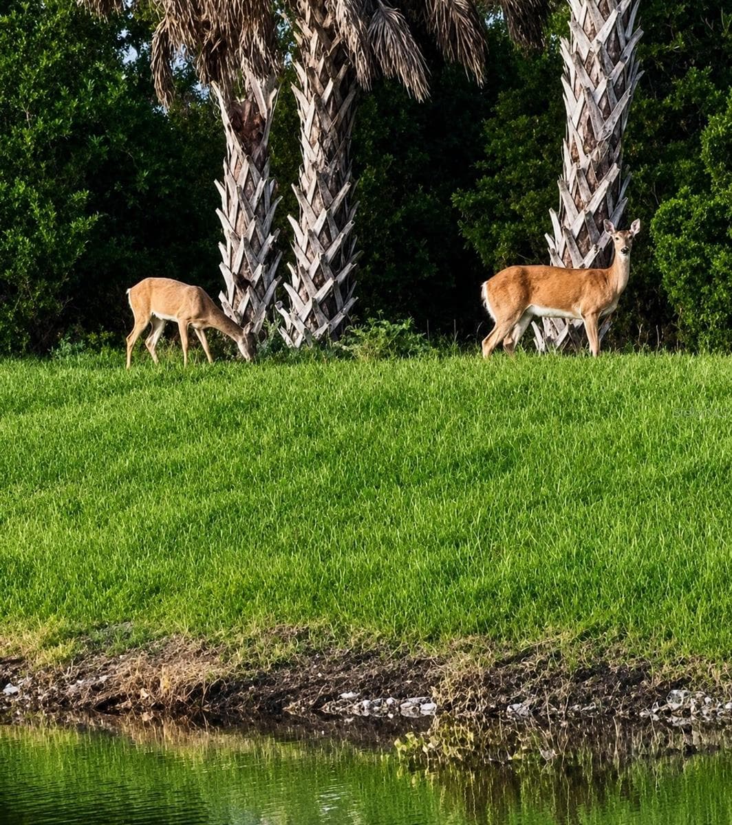 Florida wildlife from your private lanai. - 19110 MOSCATO CT, VENICE