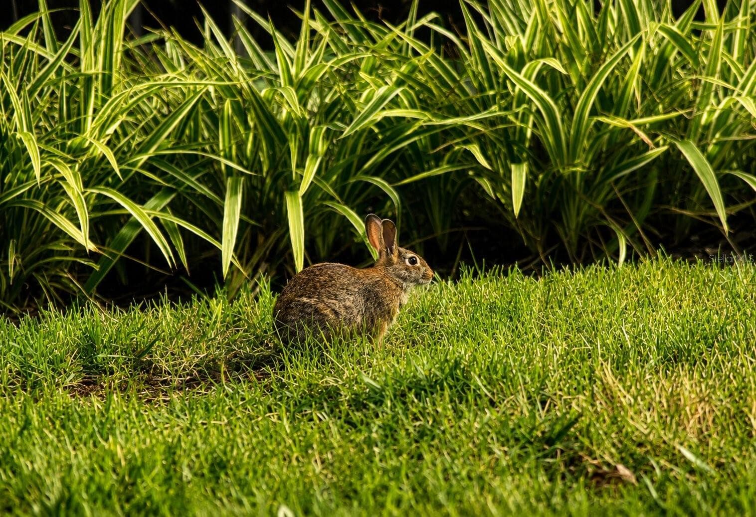 Florida wildlife from your private lanai. - 19110 MOSCATO CT, VENICE