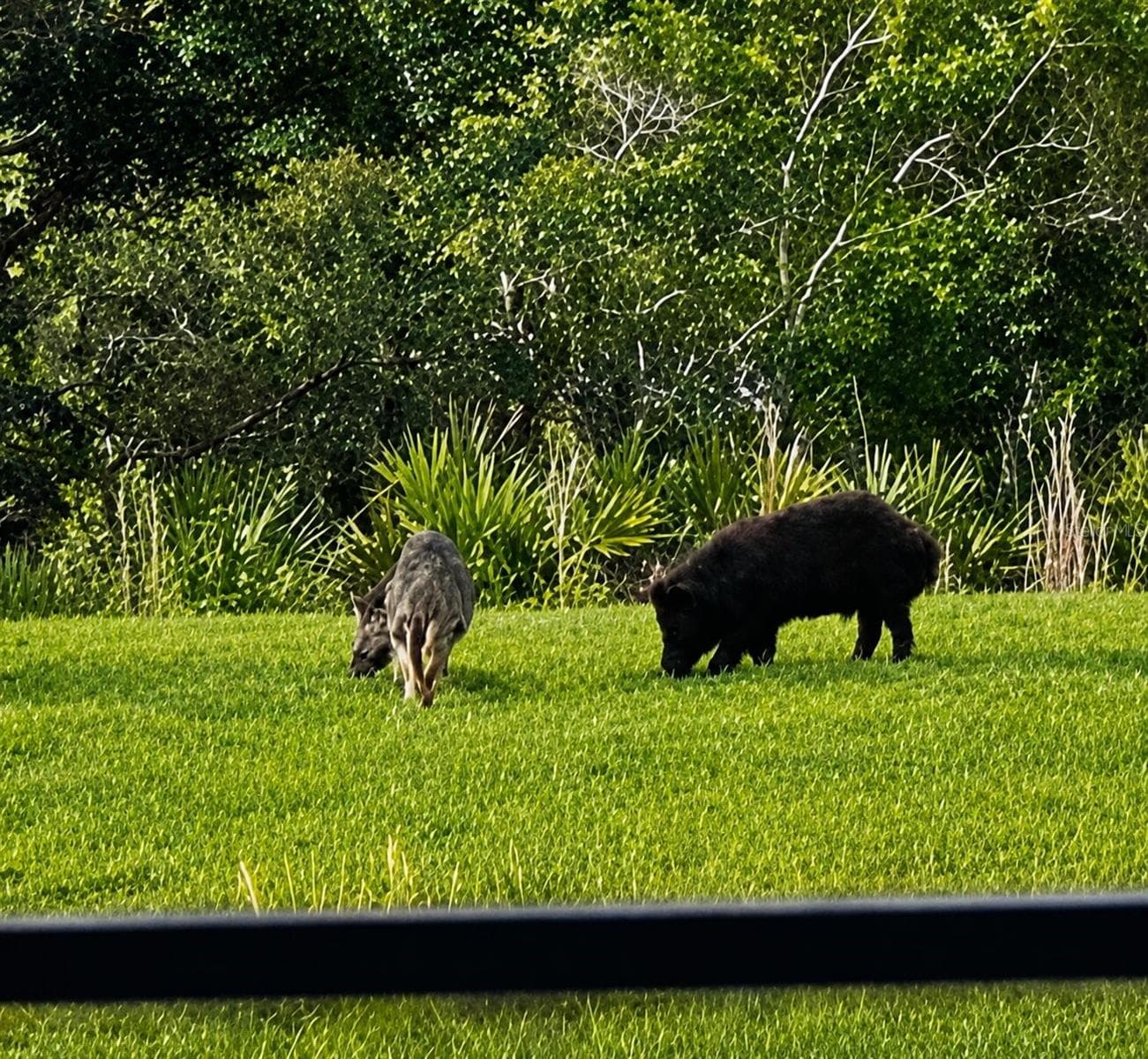 Florida wildlife from your private lanai. - 19110 MOSCATO CT, VENICE