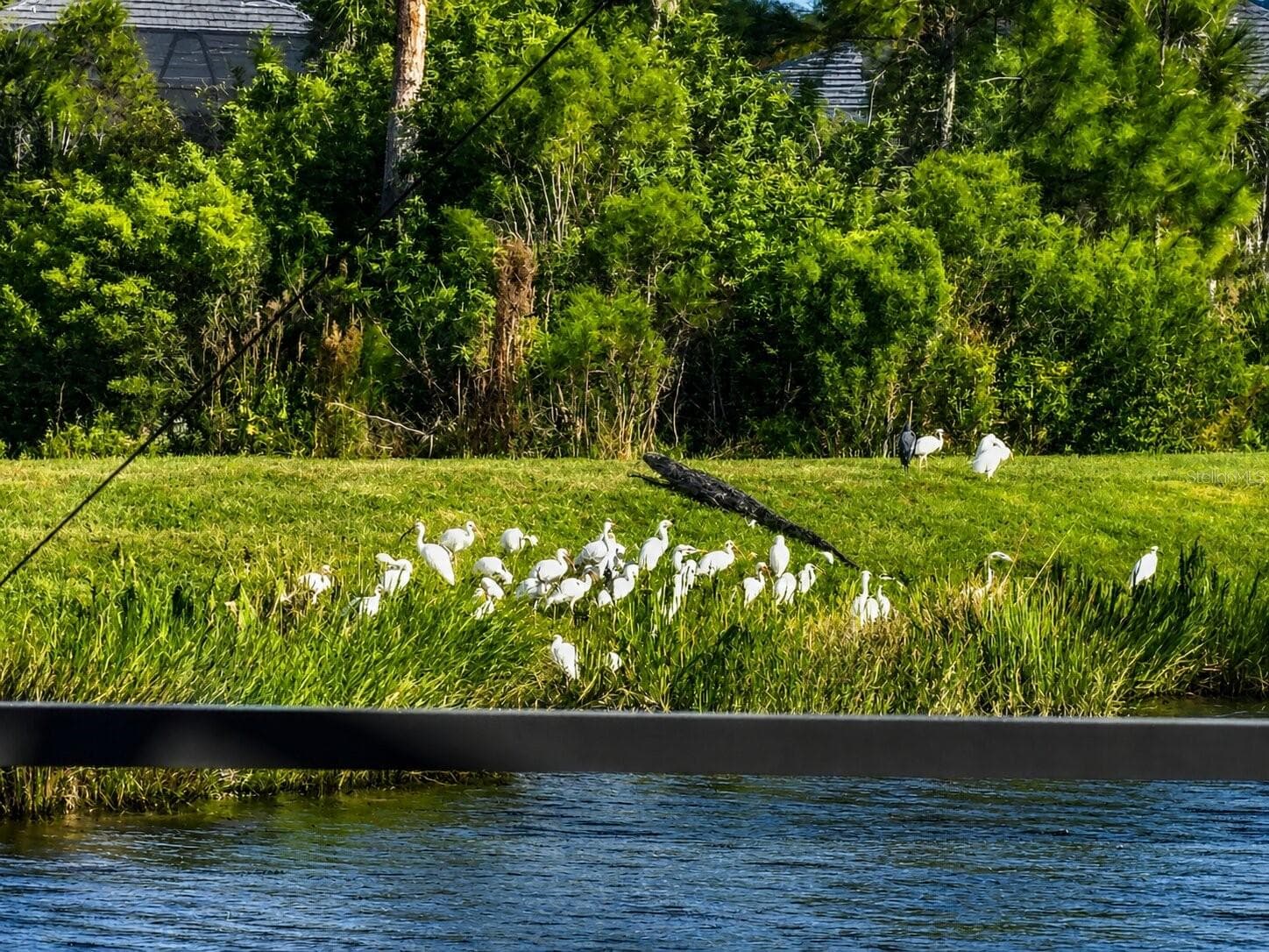 Florida wildlife from your private lanai. - 19110 MOSCATO CT, VENICE