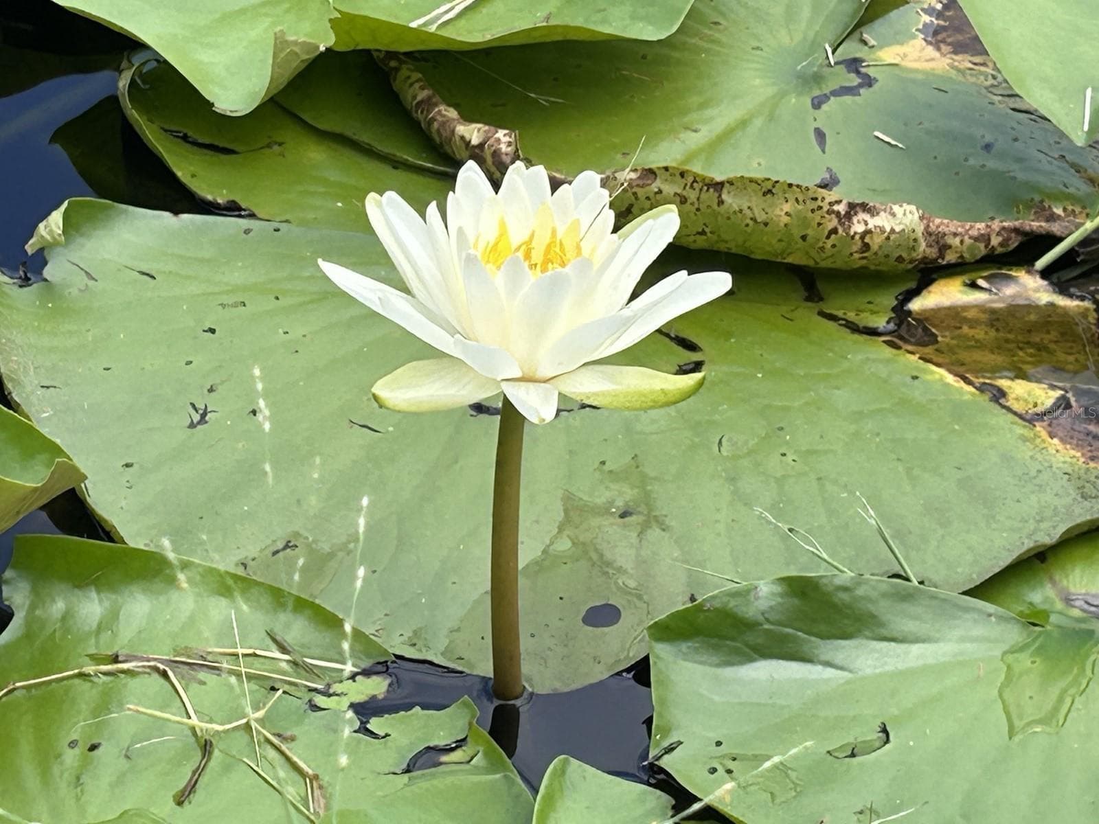 Lily pads - 1625 ABRAMS RD, EUSTIS