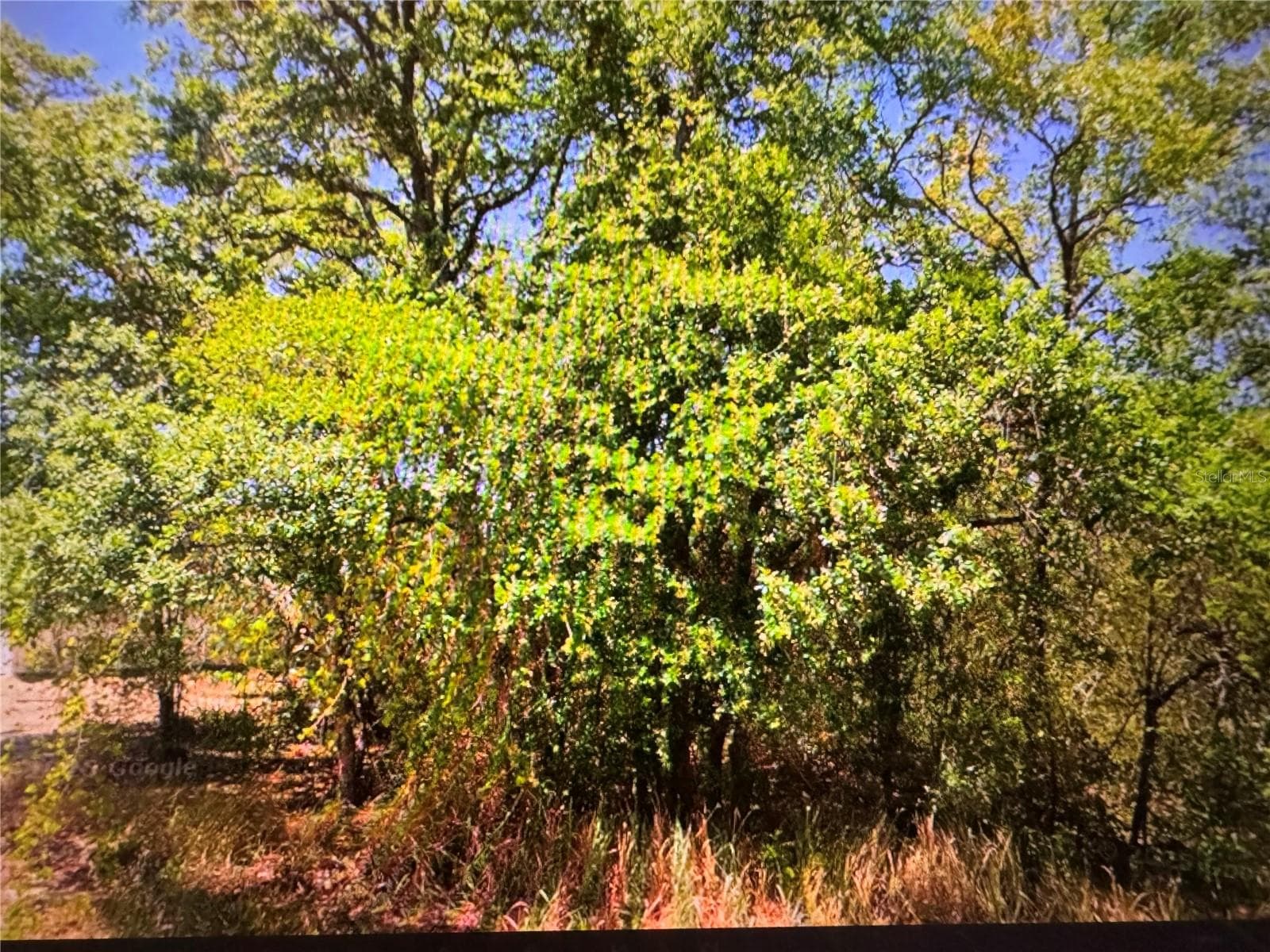 252 LOCUST LN