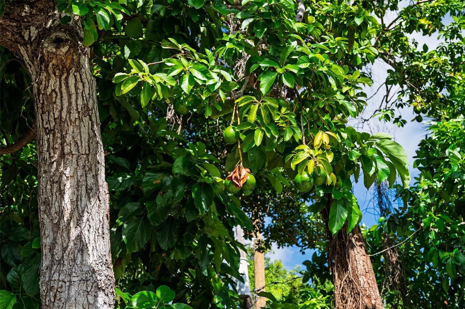 AVOCADOS TREES - 1835 15TH AVE S, ST PETERSBURG
