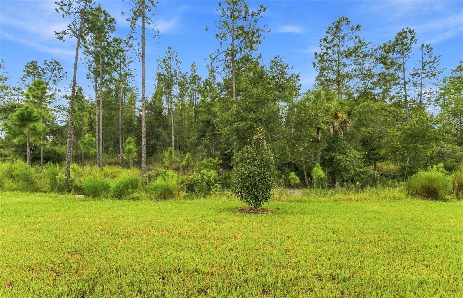 Oversized, North-Facing Wooded View - 35224 COHAGEN TRL, ZEPHYRHILLS