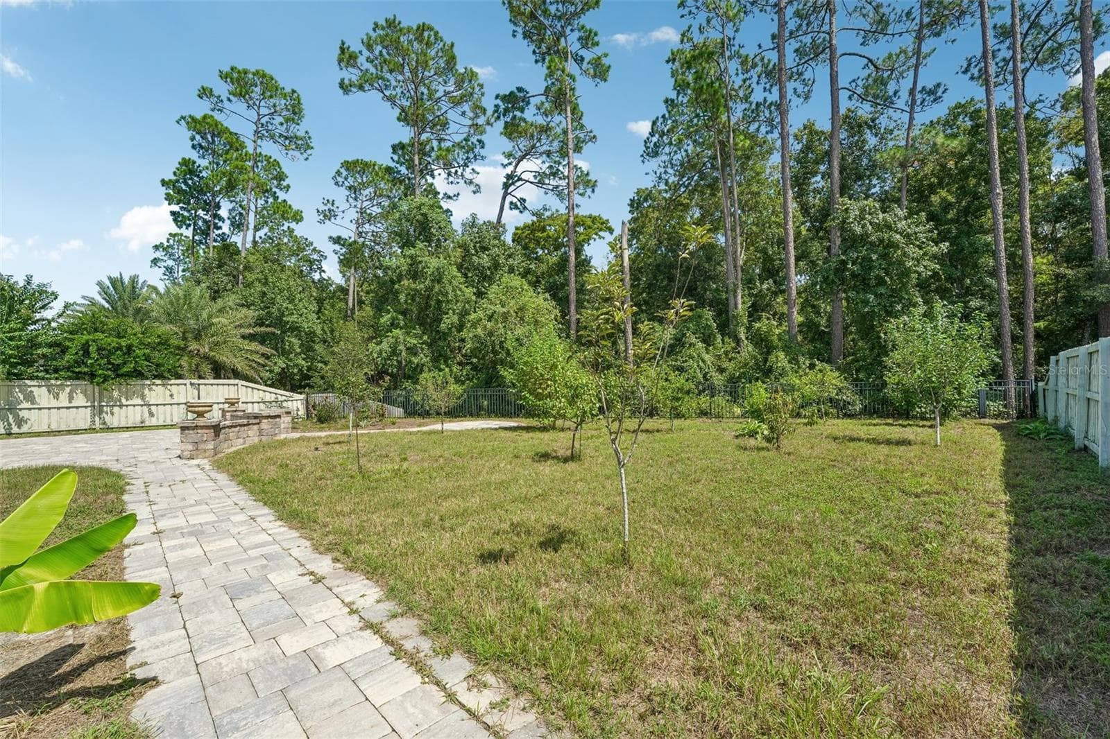 Newly planted fruit trees - 353 CRESCENT KEY DR, ST AUGUSTINE