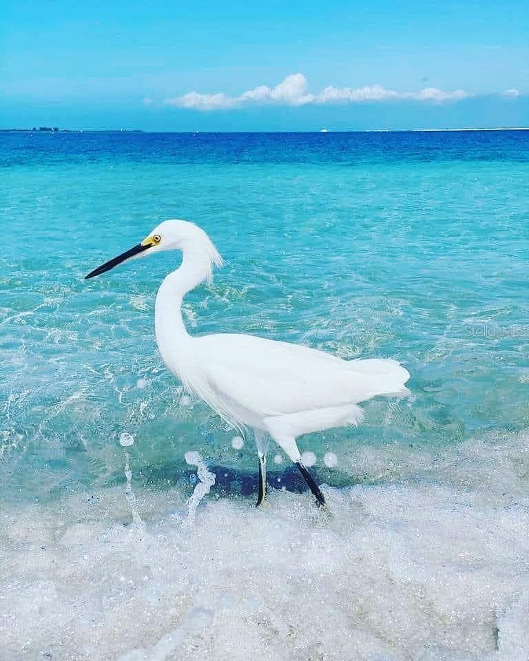 Beach Bird - DEXTER RD, NORTH PORT