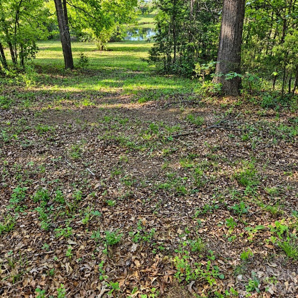 3628 Rainey Ave - Clearing near the pond - 3628 Rainey Avenue, Sharon