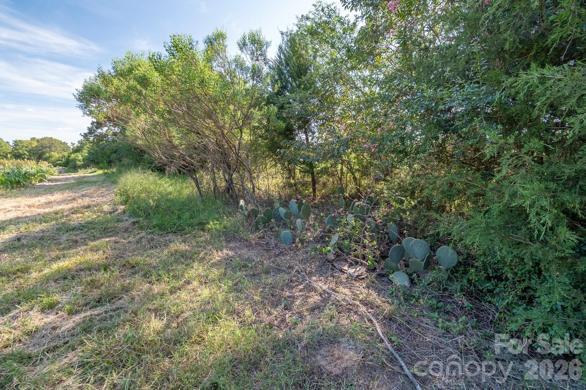 Acreage at 589 Bill Curlee Road, Polkton, photo 31 of 42