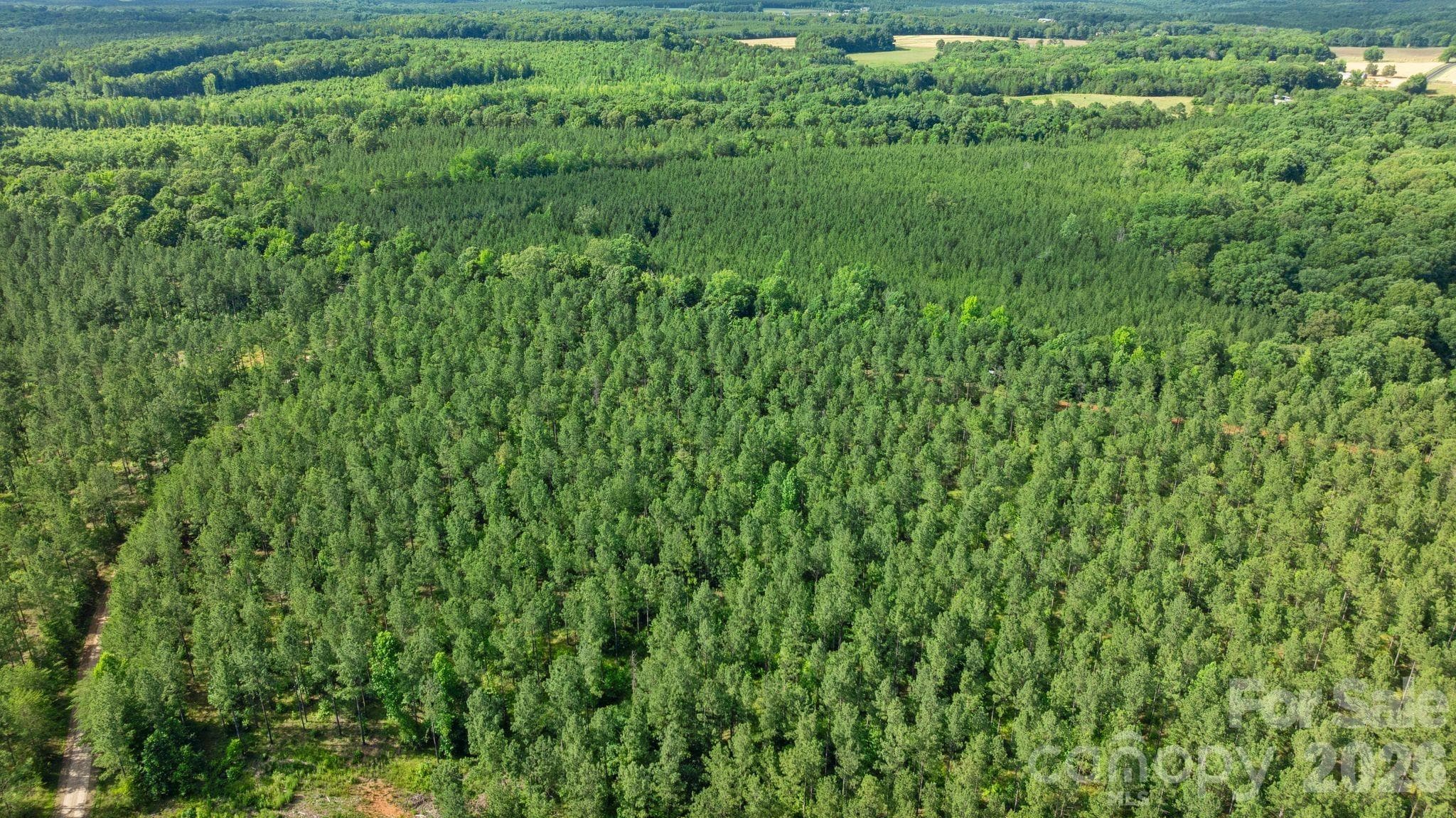 Gorgeous mature pines - 000 Peacehaven Road, McConnells