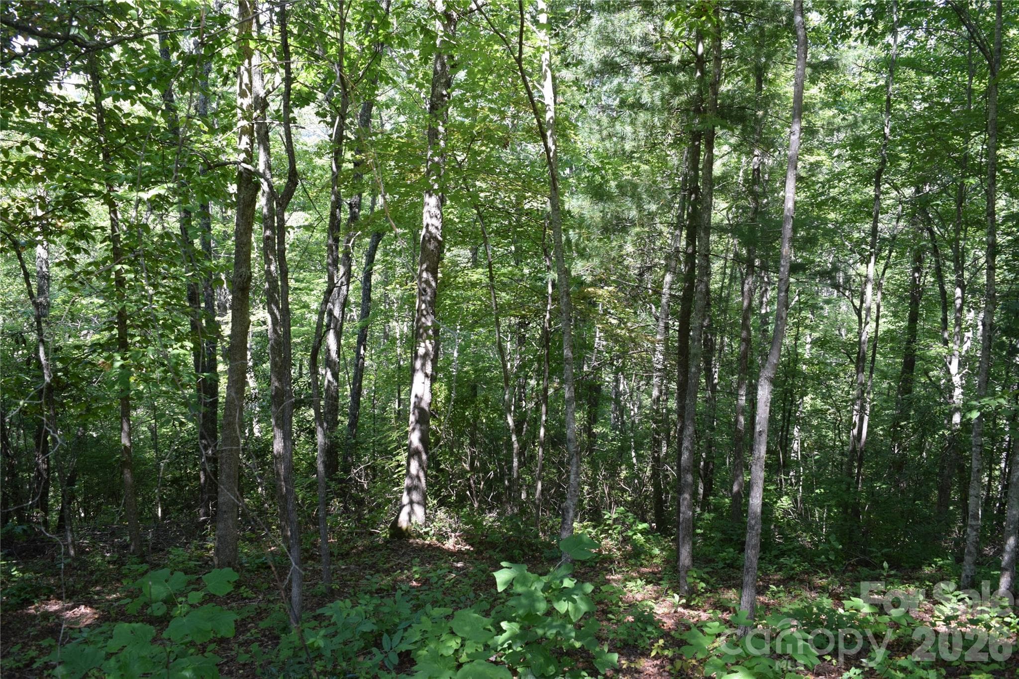 Lot 47, mid to late summer - TBD Preservation Trail, Sylva
