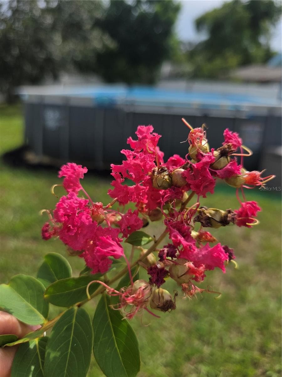 Add your own color to this large back yard - 1535 URBANA AVENUE, DELTONA