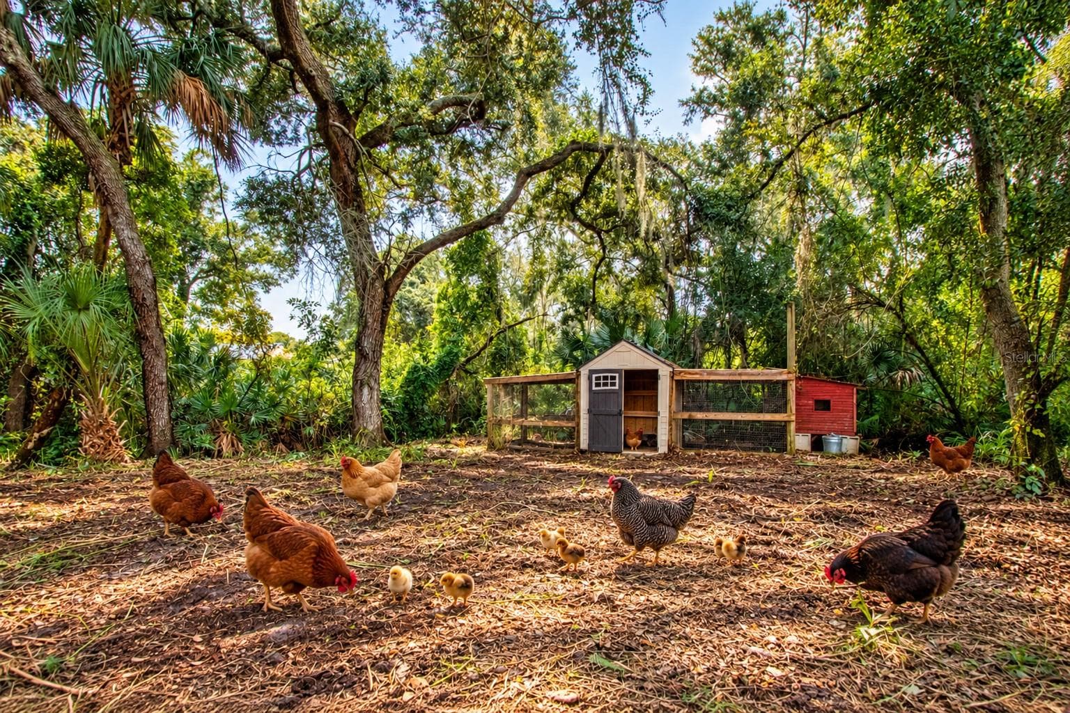 Staged Chicken Coop - 2501 LIGHTFOOT RD, WIMAUMA