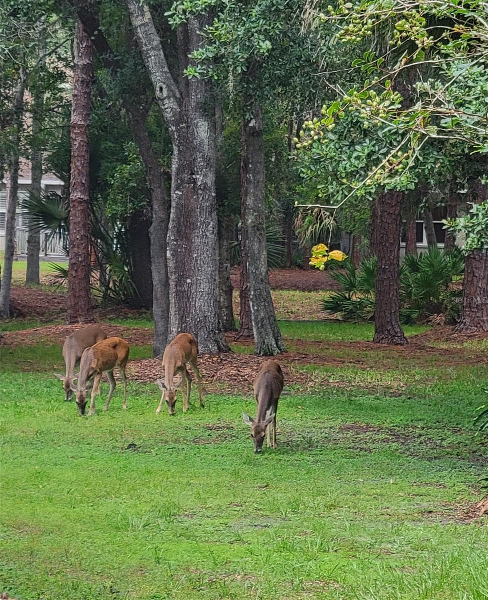 Deer!!! - 4343 LAKESHORE DR, PALM HARBOR