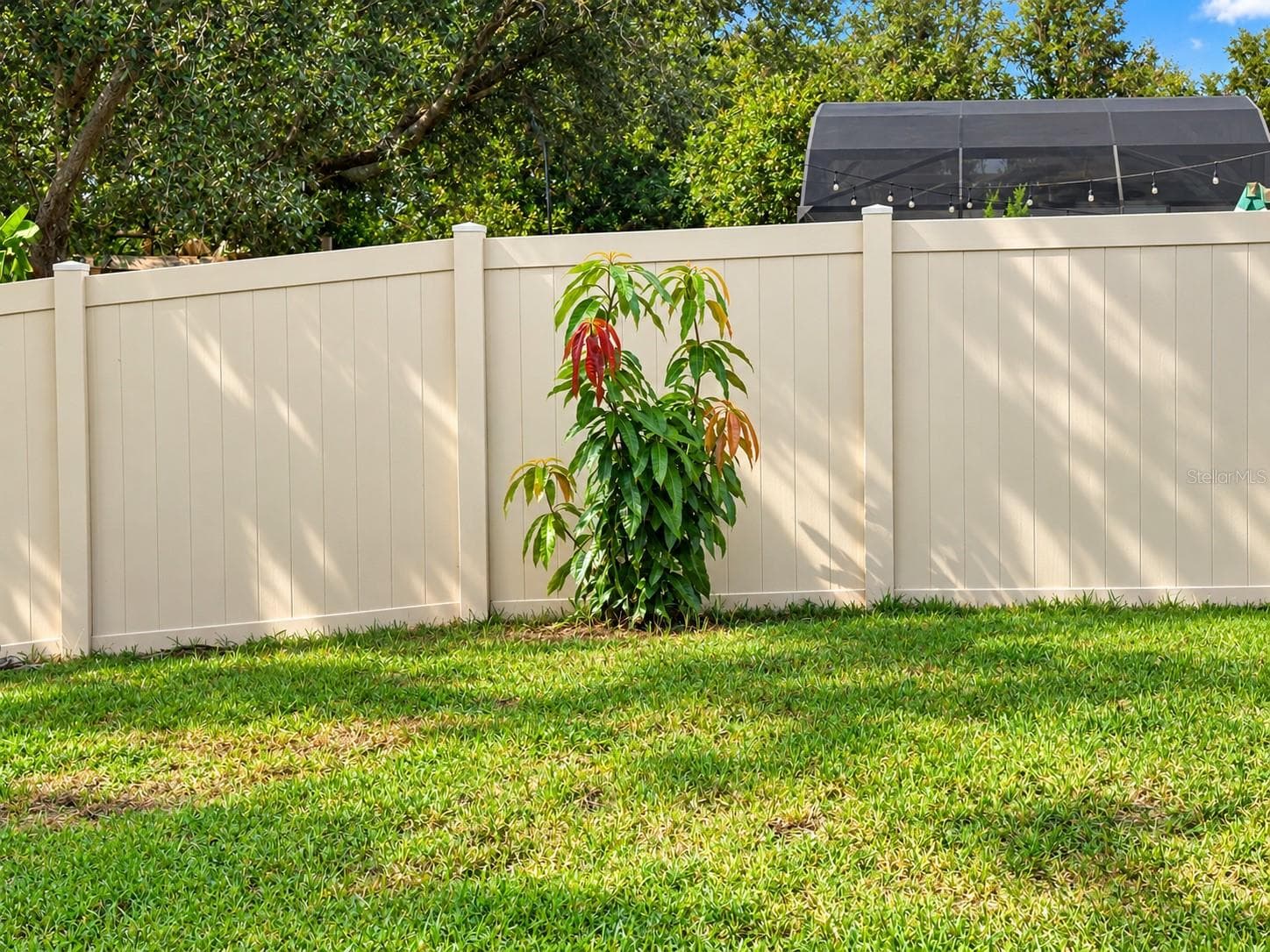 Tropical Fruit Tree – Mango - 4408 ARUBA BLVD, CLERMONT