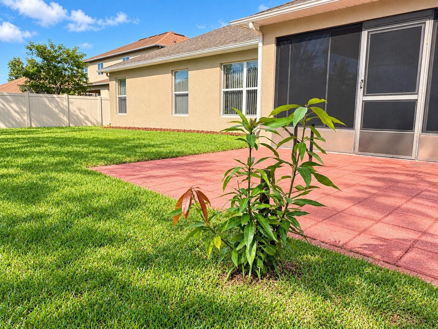 Tropical Fruit Tree – Mango - 4408 ARUBA BLVD, CLERMONT