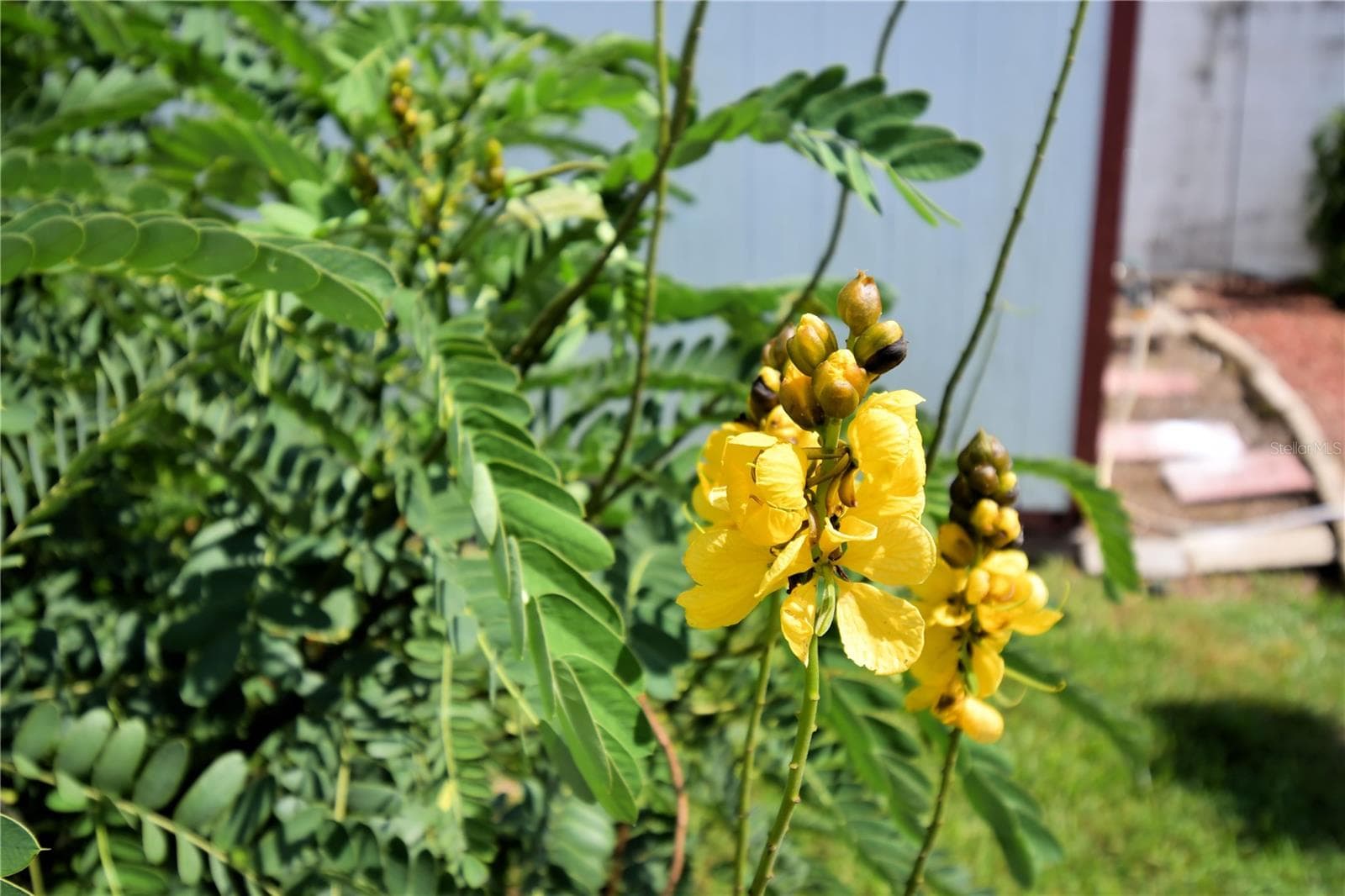More Plants - 2815 CHRISTIE LN, LAKELAND