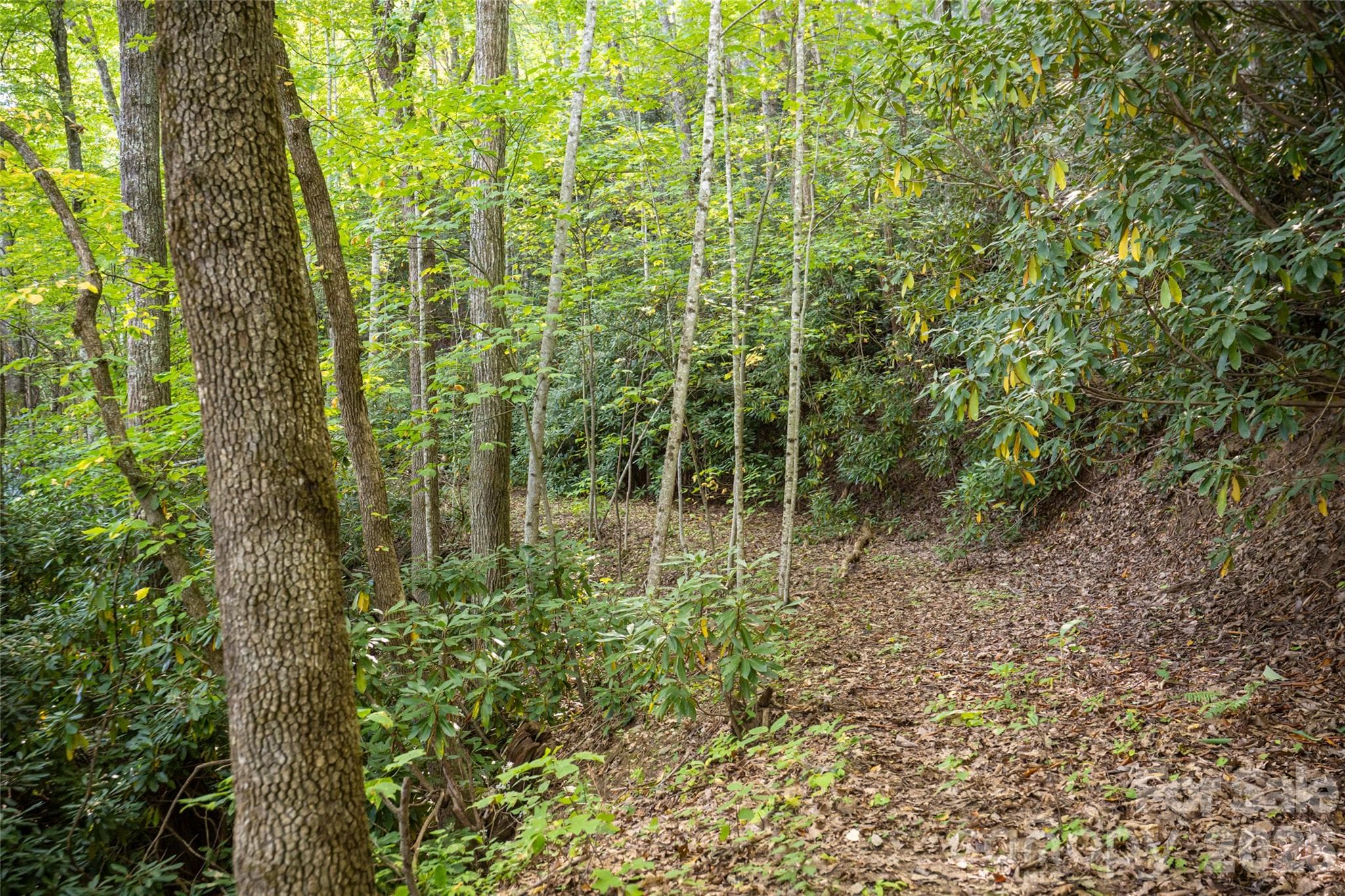 Trails on the property - 126 Wildflower Cove Drive, Swannanoa