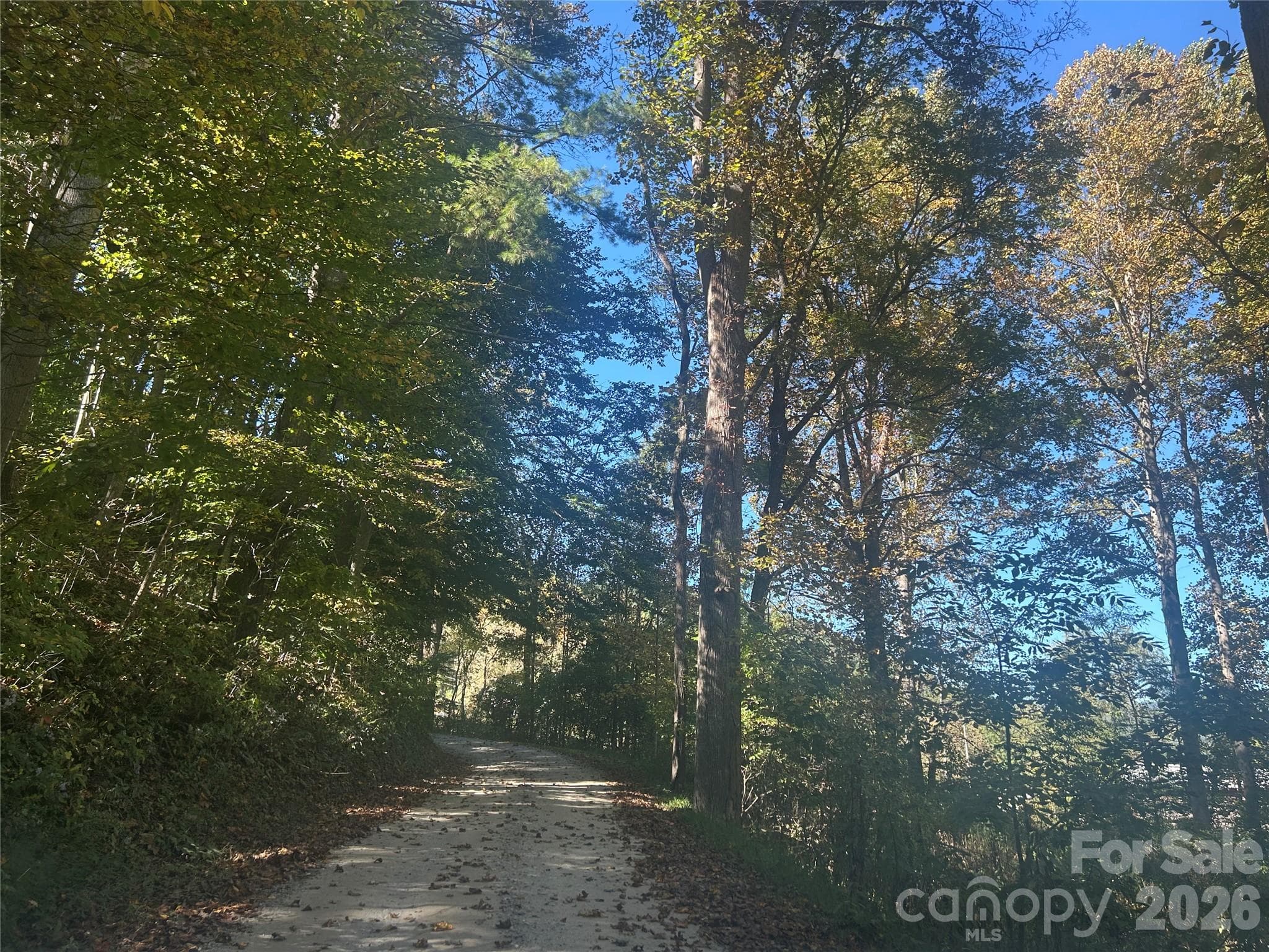 00 Split Pine Cove