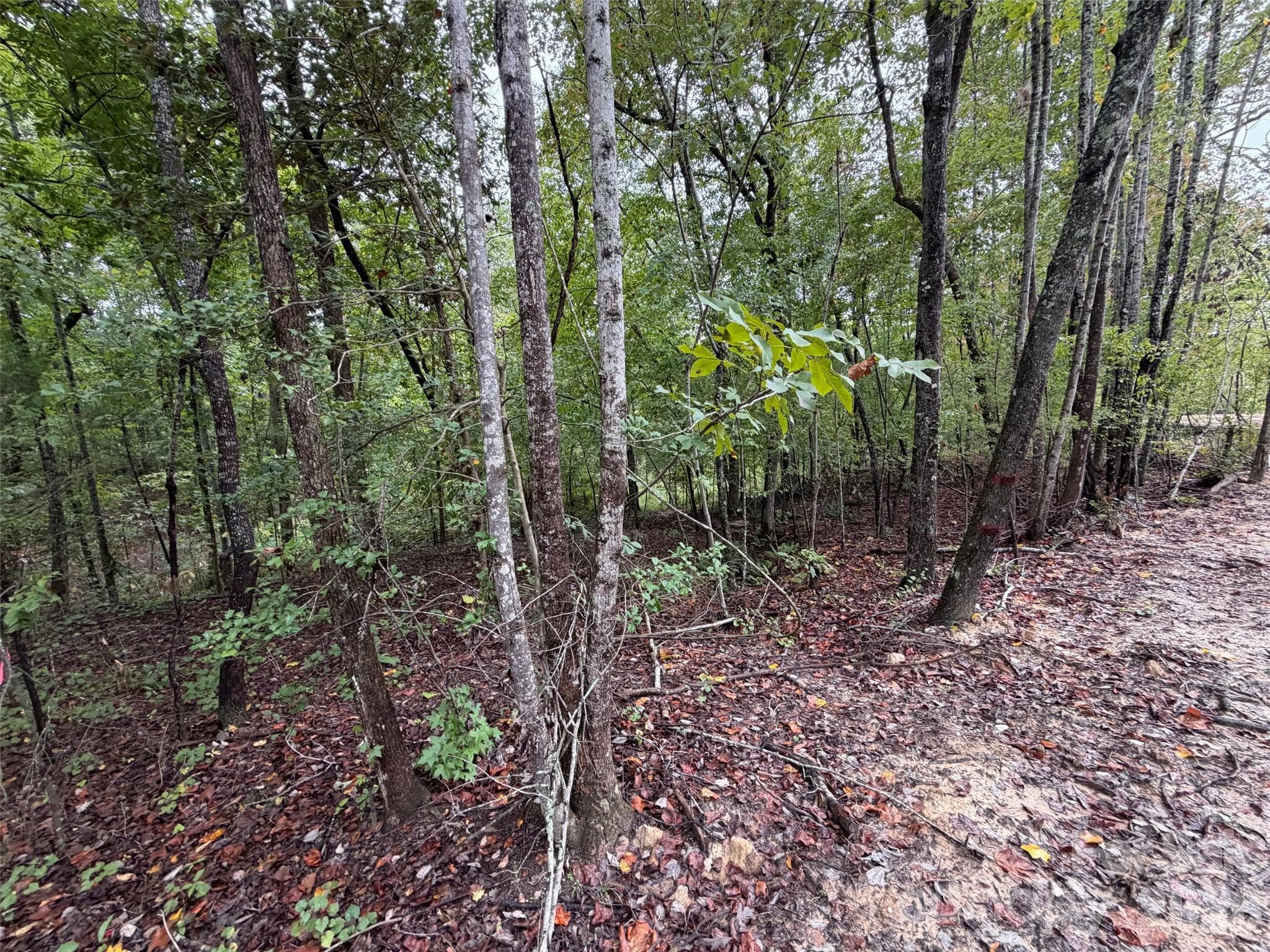 Acreage at V/L W V THOMPSON Road, Rutherfordton, photo 5 of 22