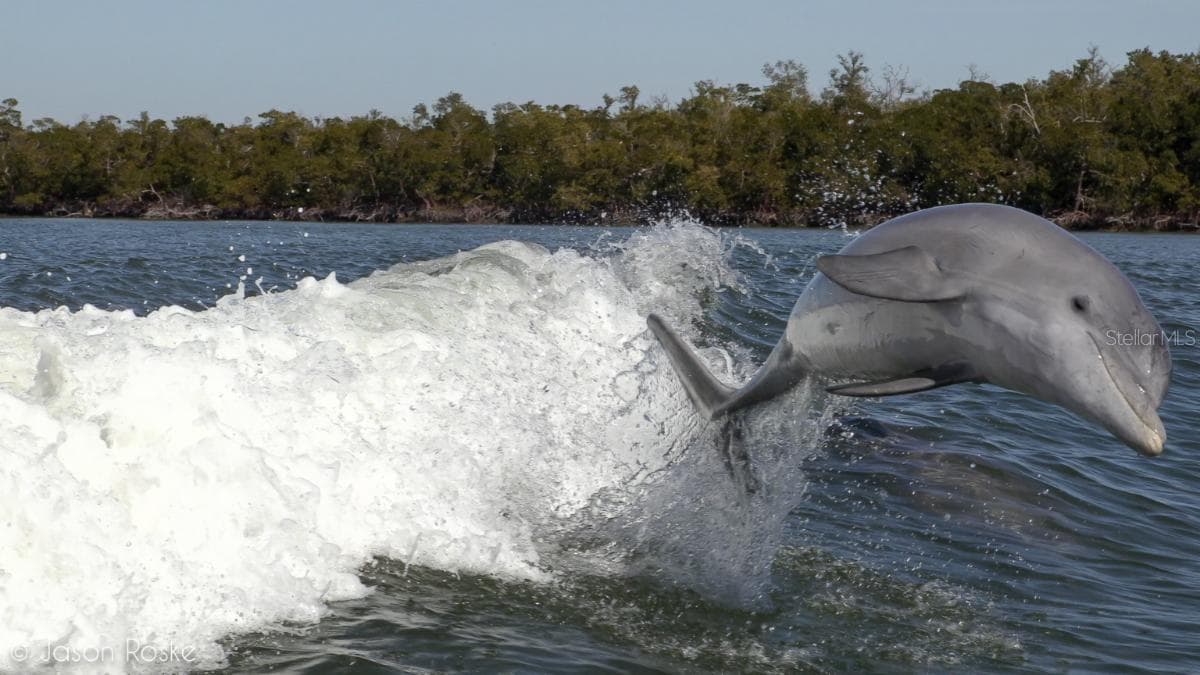 Florida Wildlife - 601 SHREVE ST #66C, PUNTA GORDA