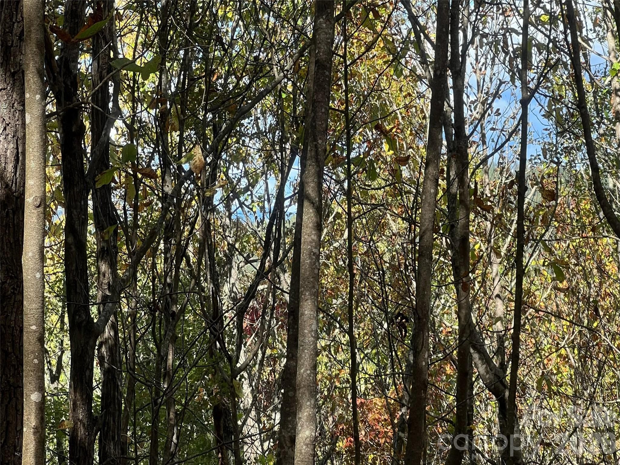 Lot at 0 Wild Magnolia Way, Zirconia, photo 3 of 13