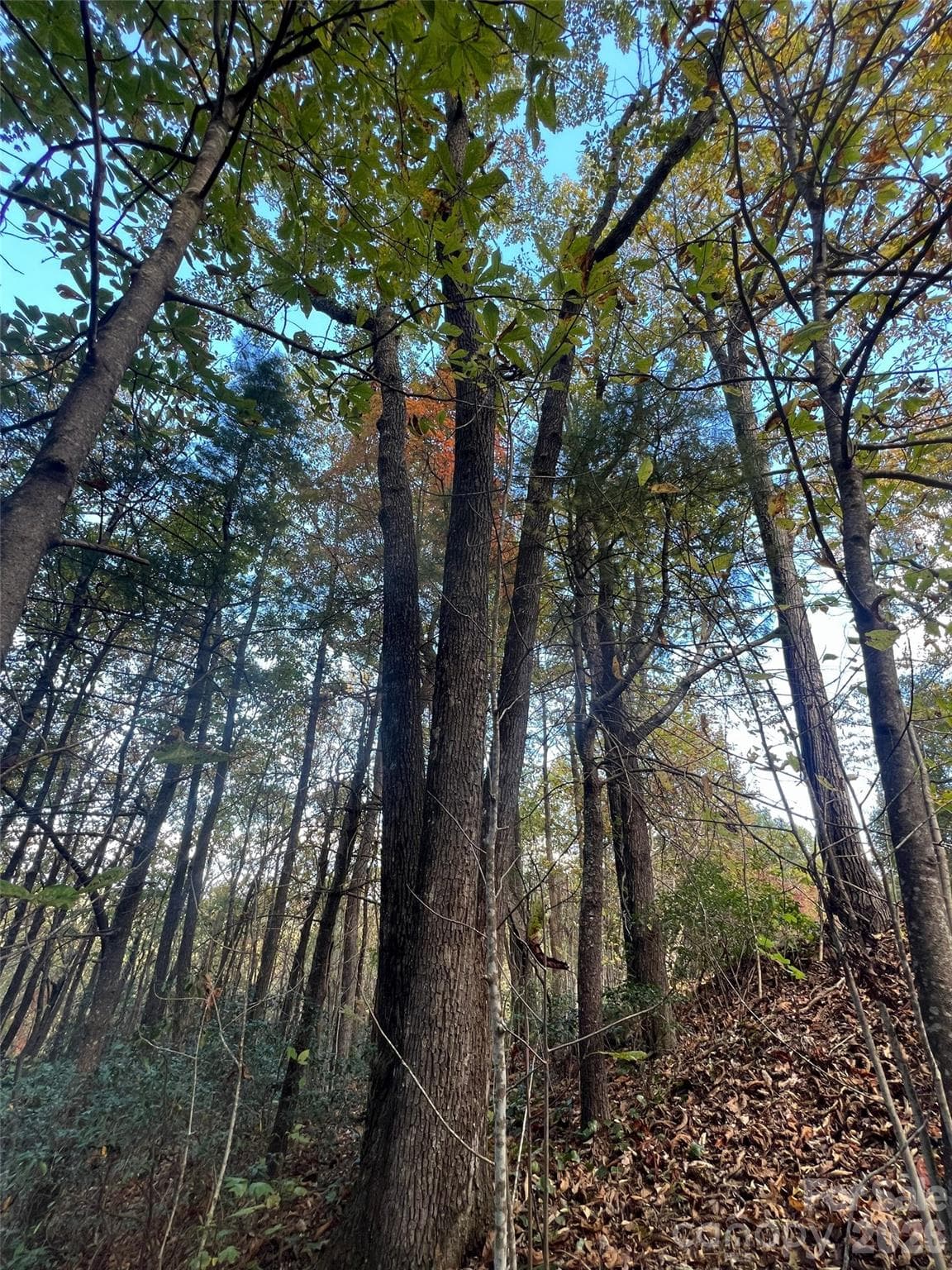 Lot at 0 Wild Magnolia Way, Zirconia, photo 13 of 13