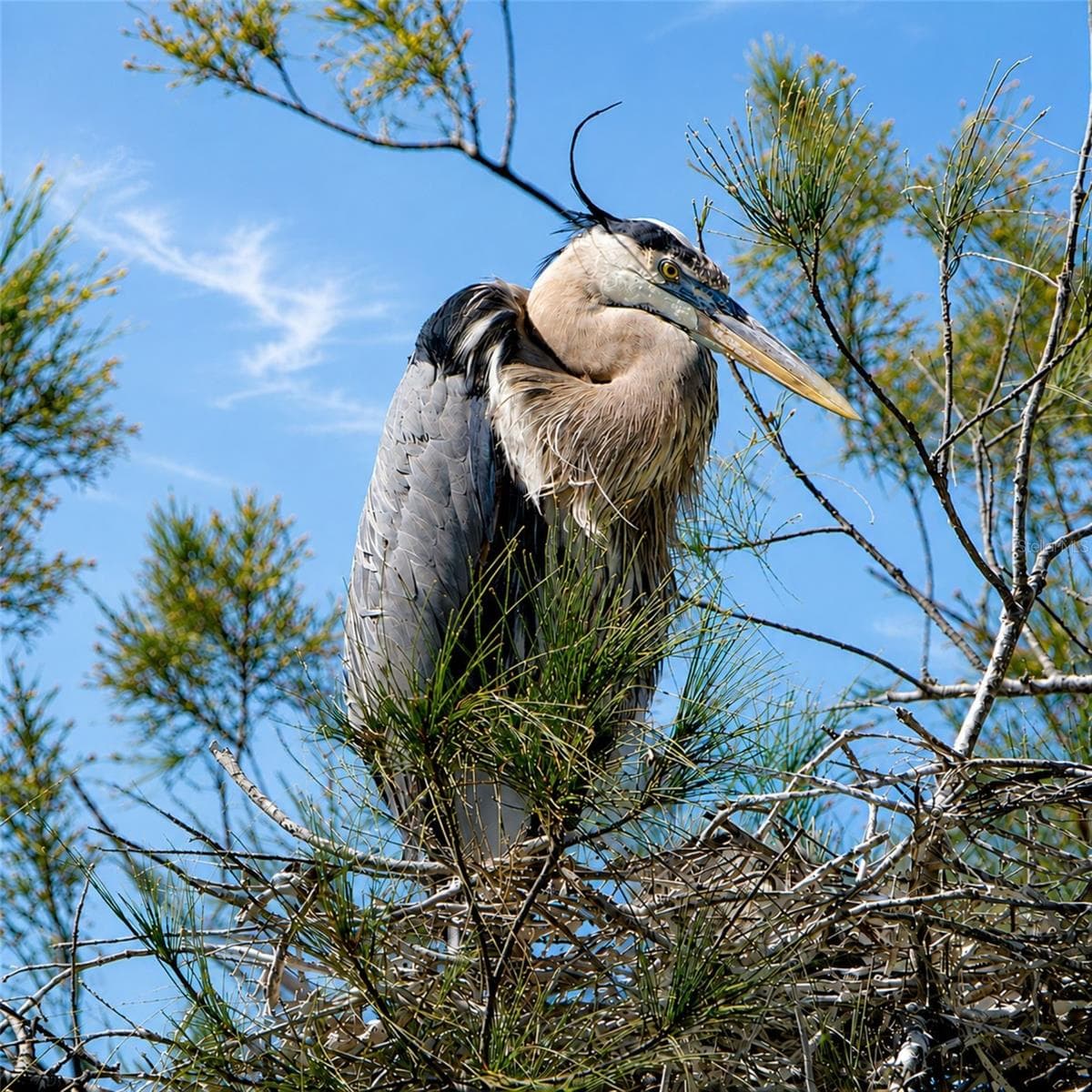 Mt Vernon wildlife - 9413 CONCORD CIR, BRADENTON