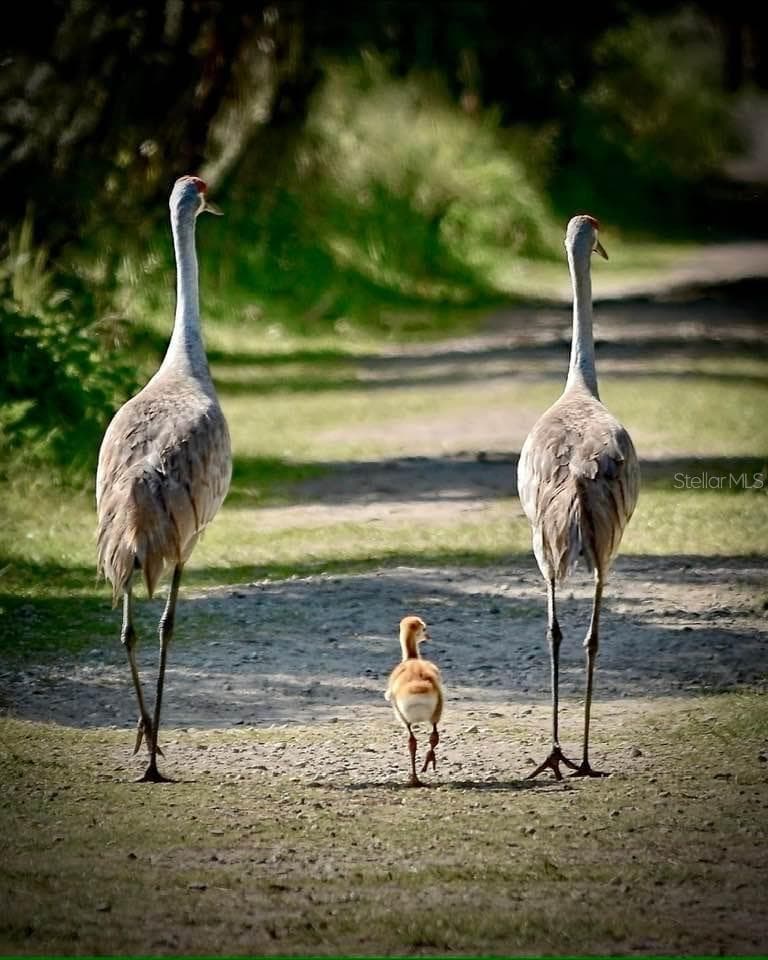 DWO Sandhill Crane Family - 1032 SALAMANCA PL, DAVENPORT