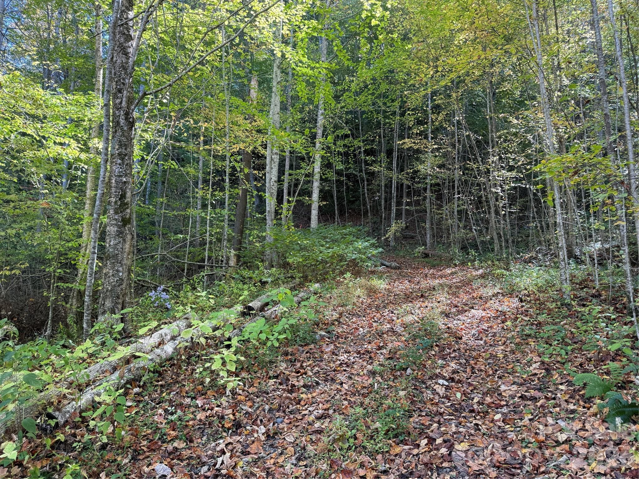 Acreage at 000 Hamburg Road, Mars Hill, photo 24 of 28