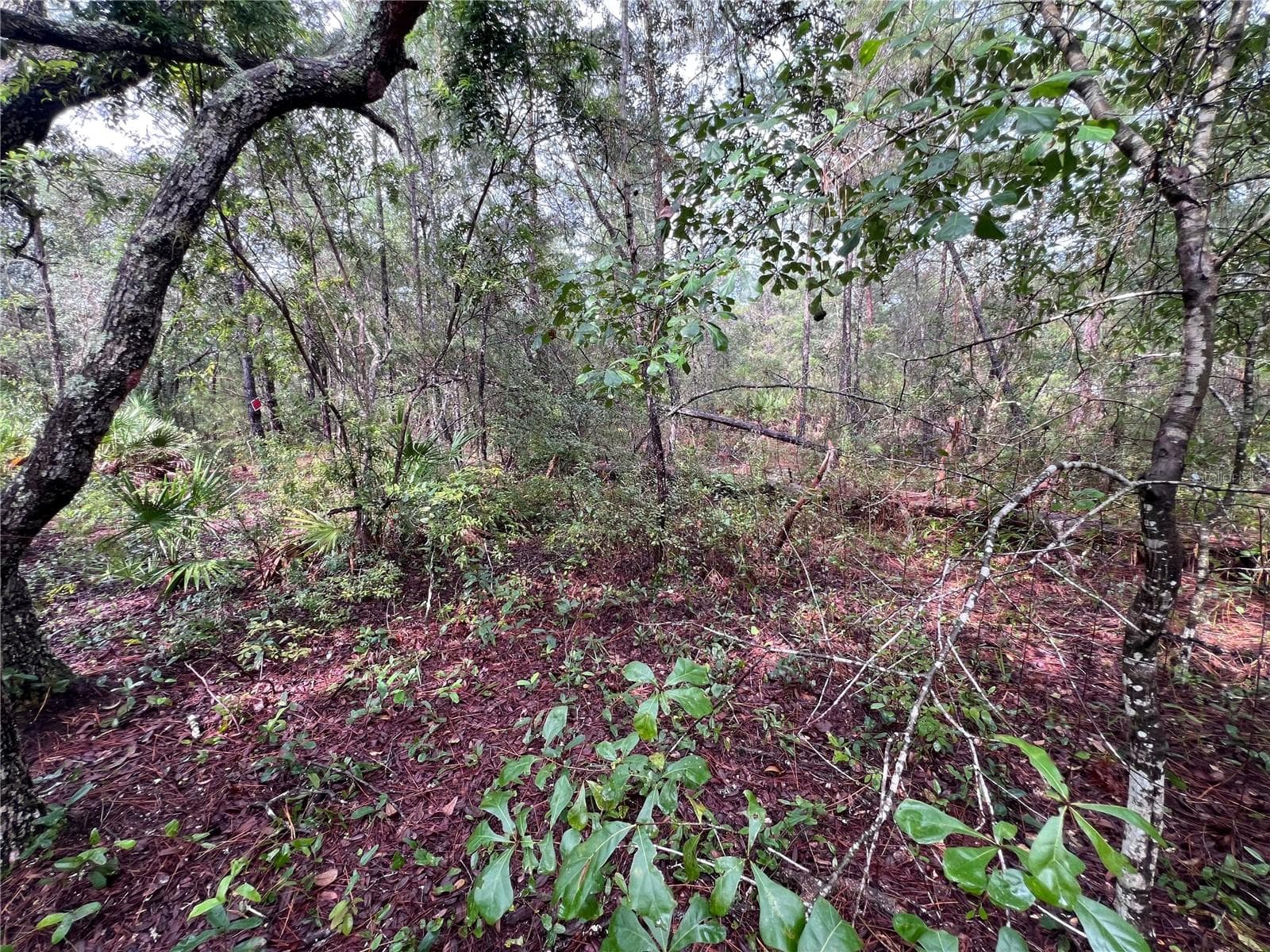 Land at 604 DEL MONACO AVE, INTERLACHEN, photo 62 of 87