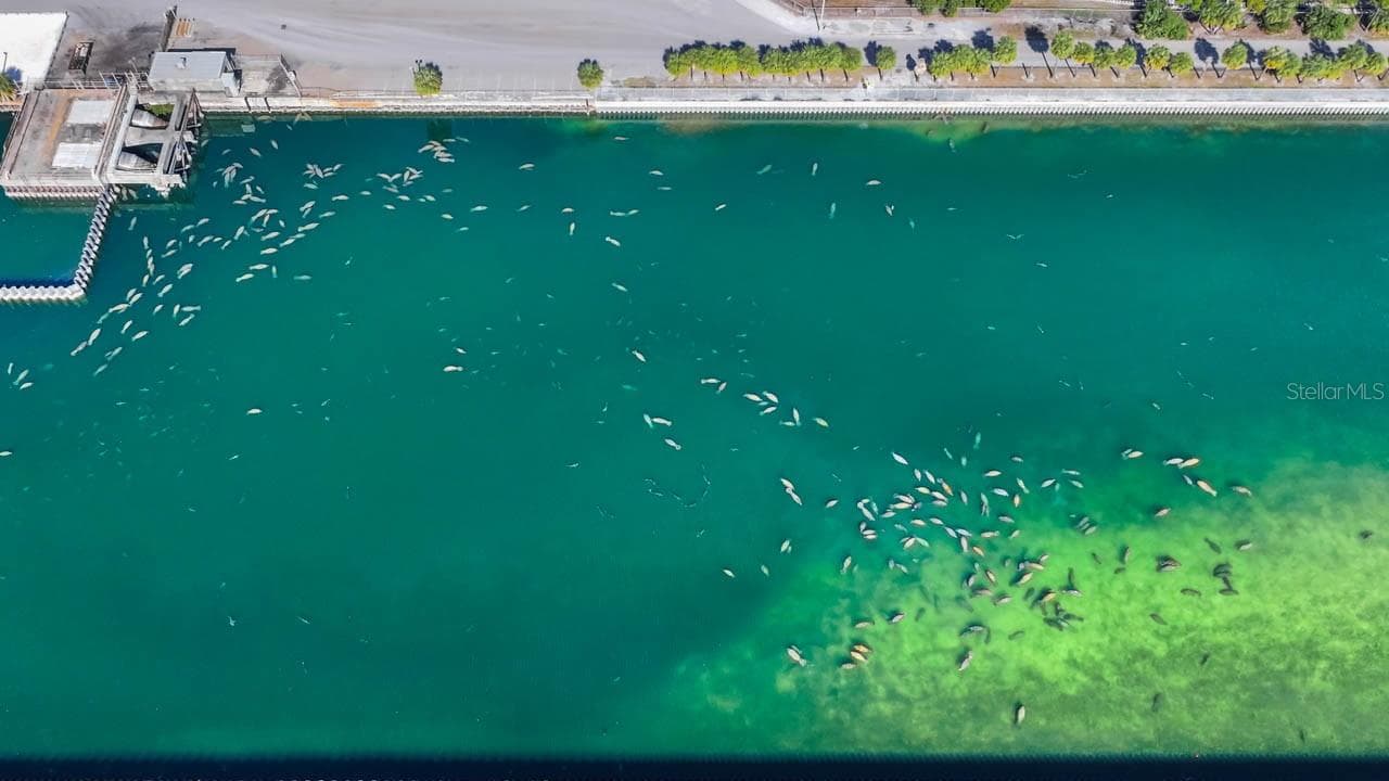 Manatee Viewing Center - 500 FLORIDA CIR S, APOLLO BEACH