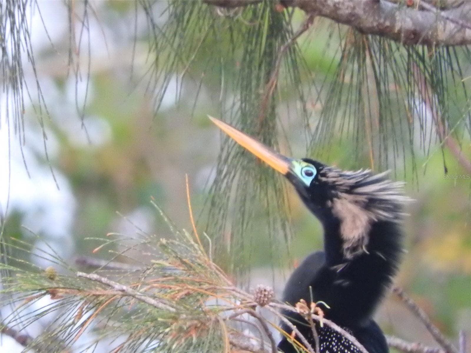 Mt Vernon wildlife - 4605 LEXINGTON CIR, BRADENTON