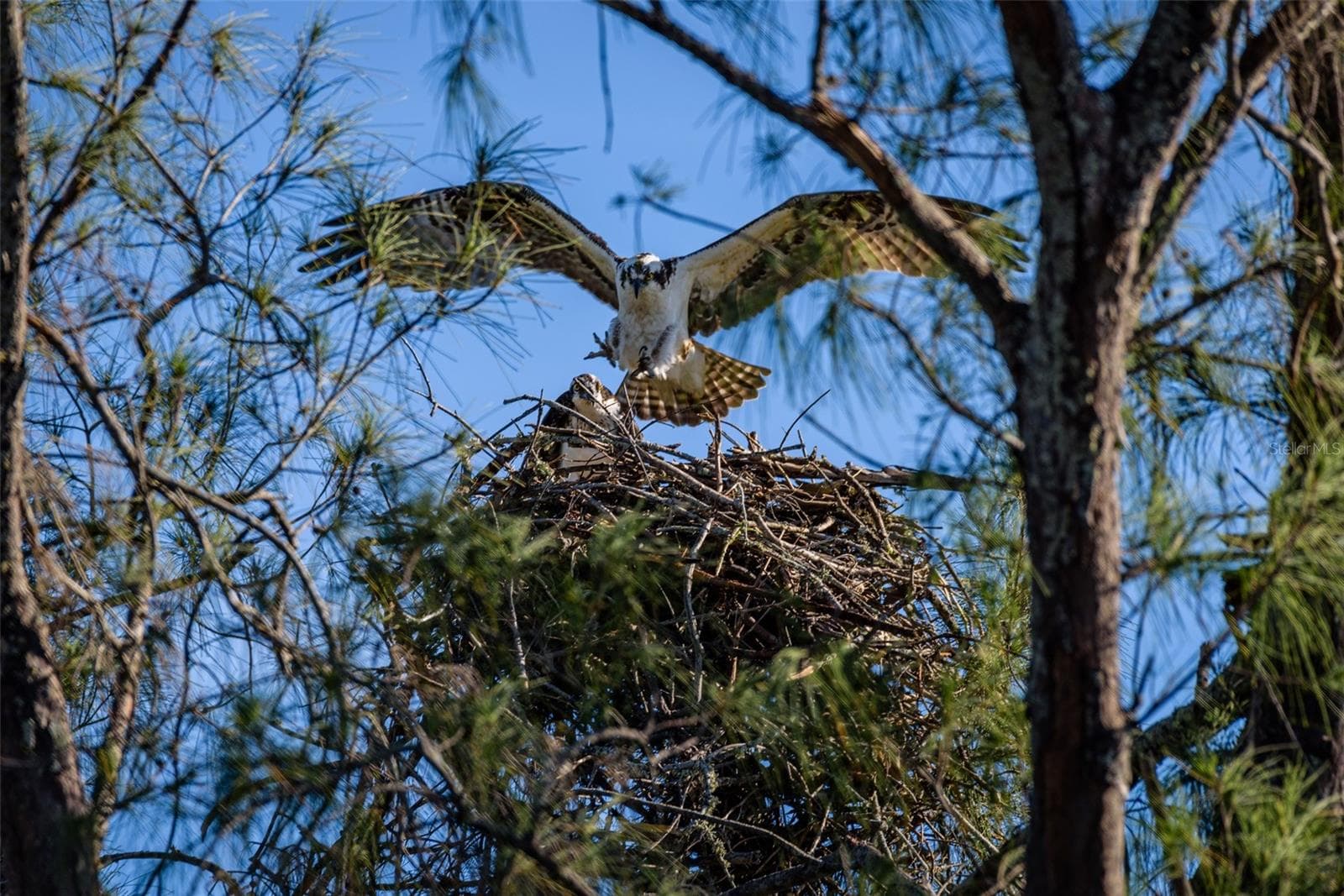 Mt Vernon wildlife - 4605 LEXINGTON CIR, BRADENTON