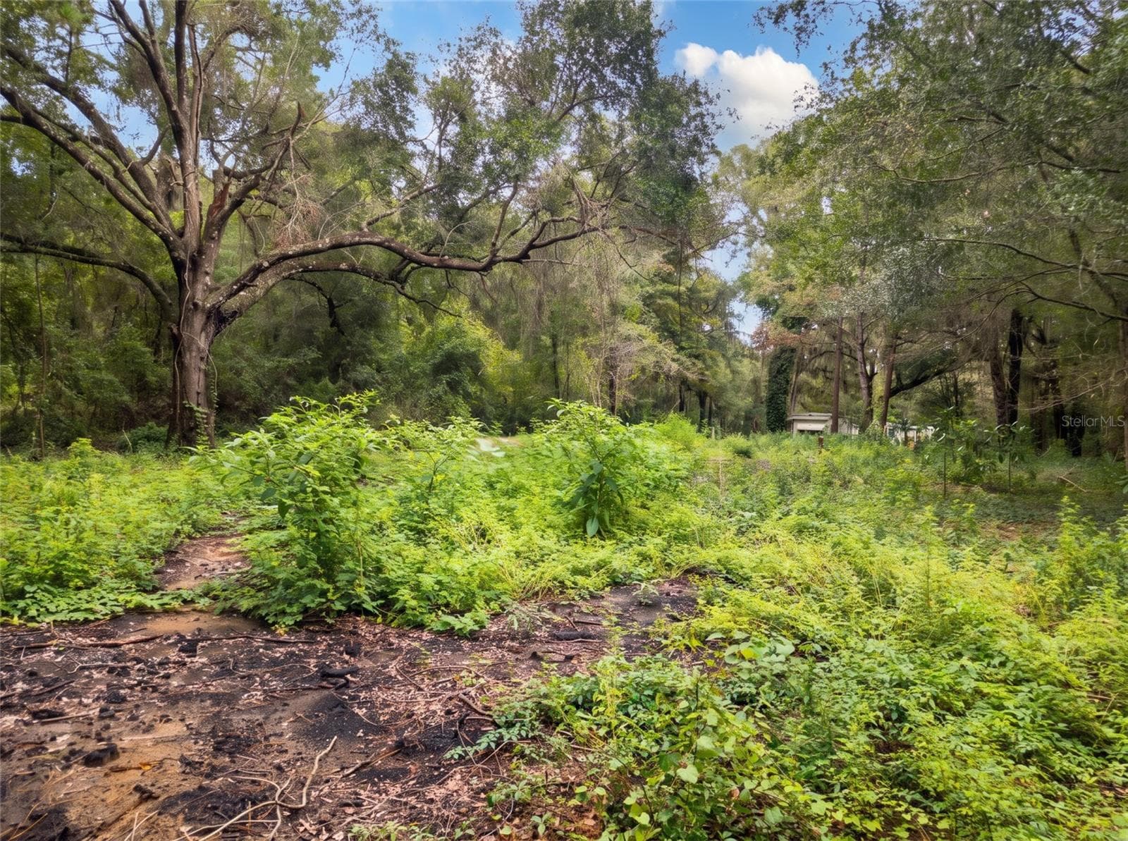 Field from SW Corner of Lot - 5900 NW 190TH ST, REDDICK