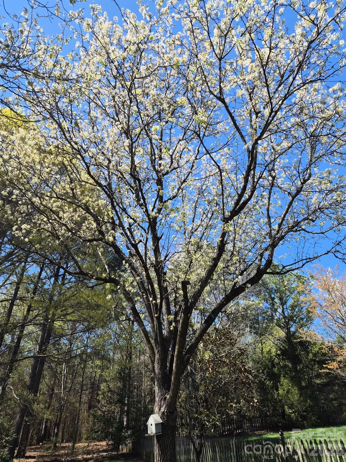 Beautiful tree blooming last spring - 890 Lyerly Ridge Road NW, Concord