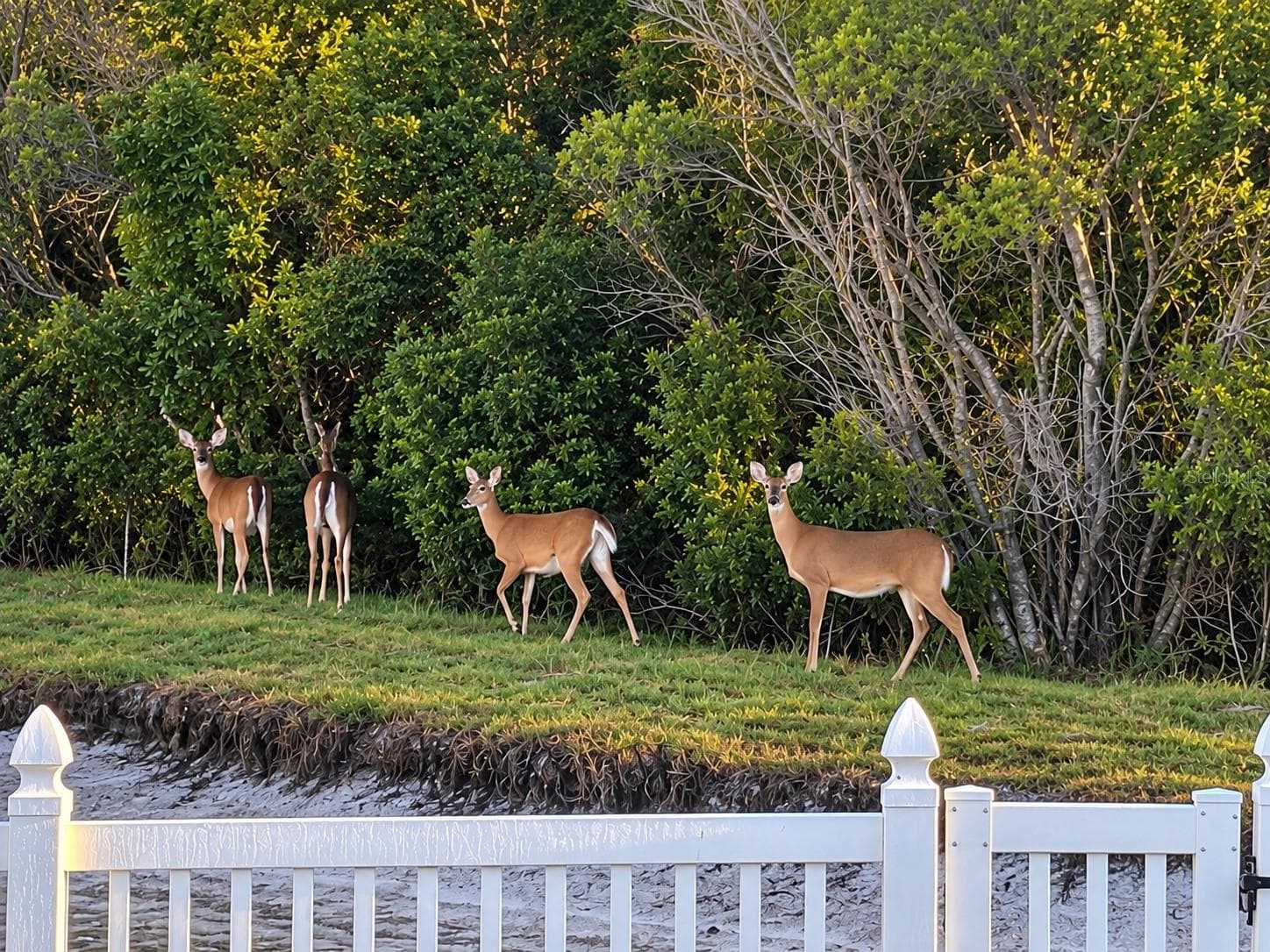 DEER! - 1750 LEYBOURNE LOOP, WESLEY CHAPEL