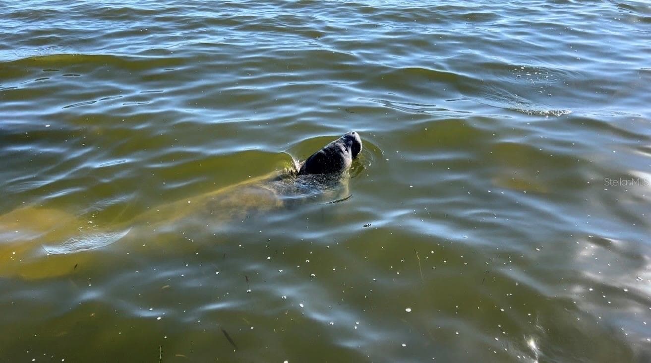 manatee visitors - 1416 MOSSWOOD DR, LEESBURG