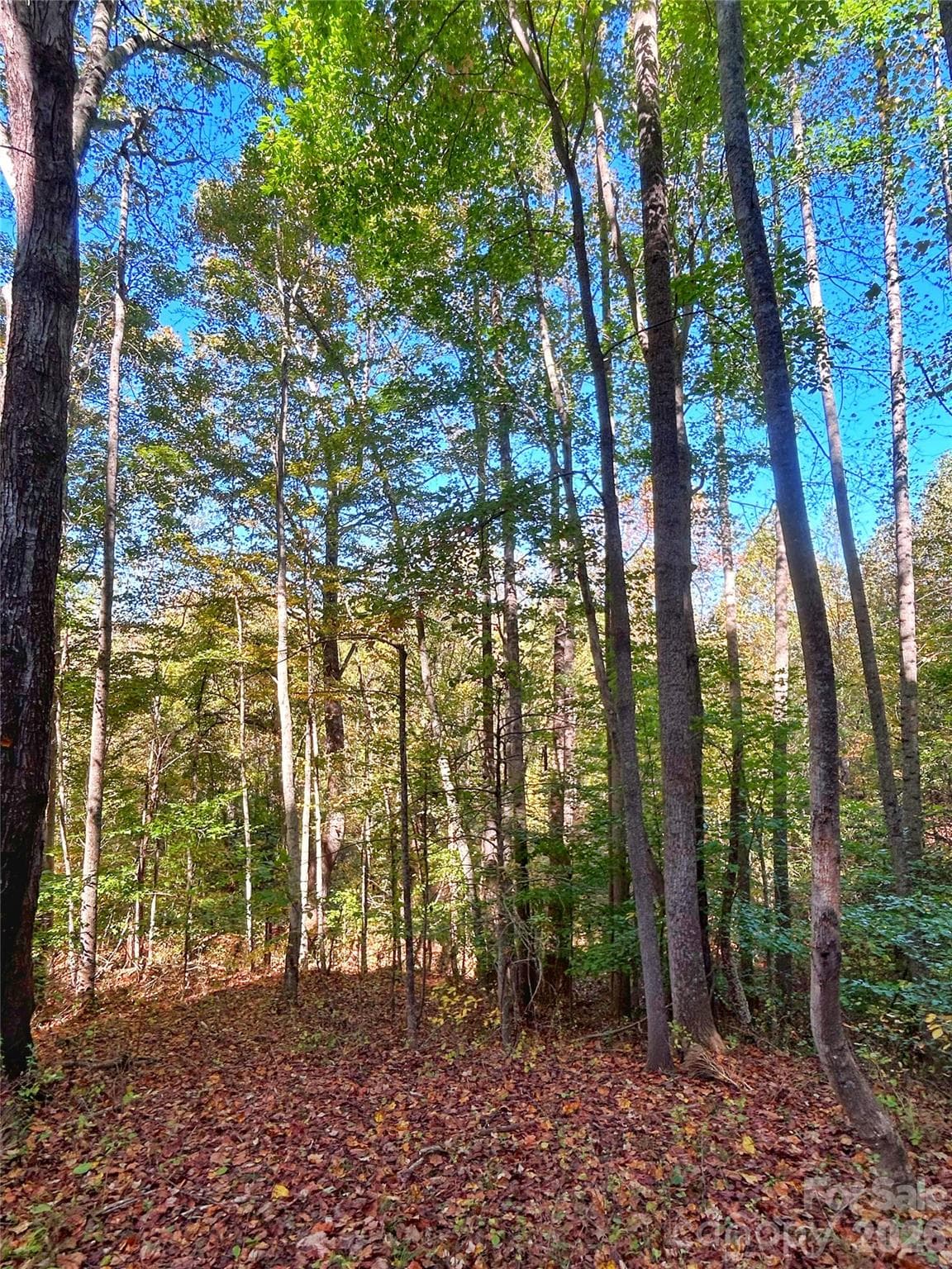 Clear for some potential mountain views - 100 S Lindon Cove Road, Candler